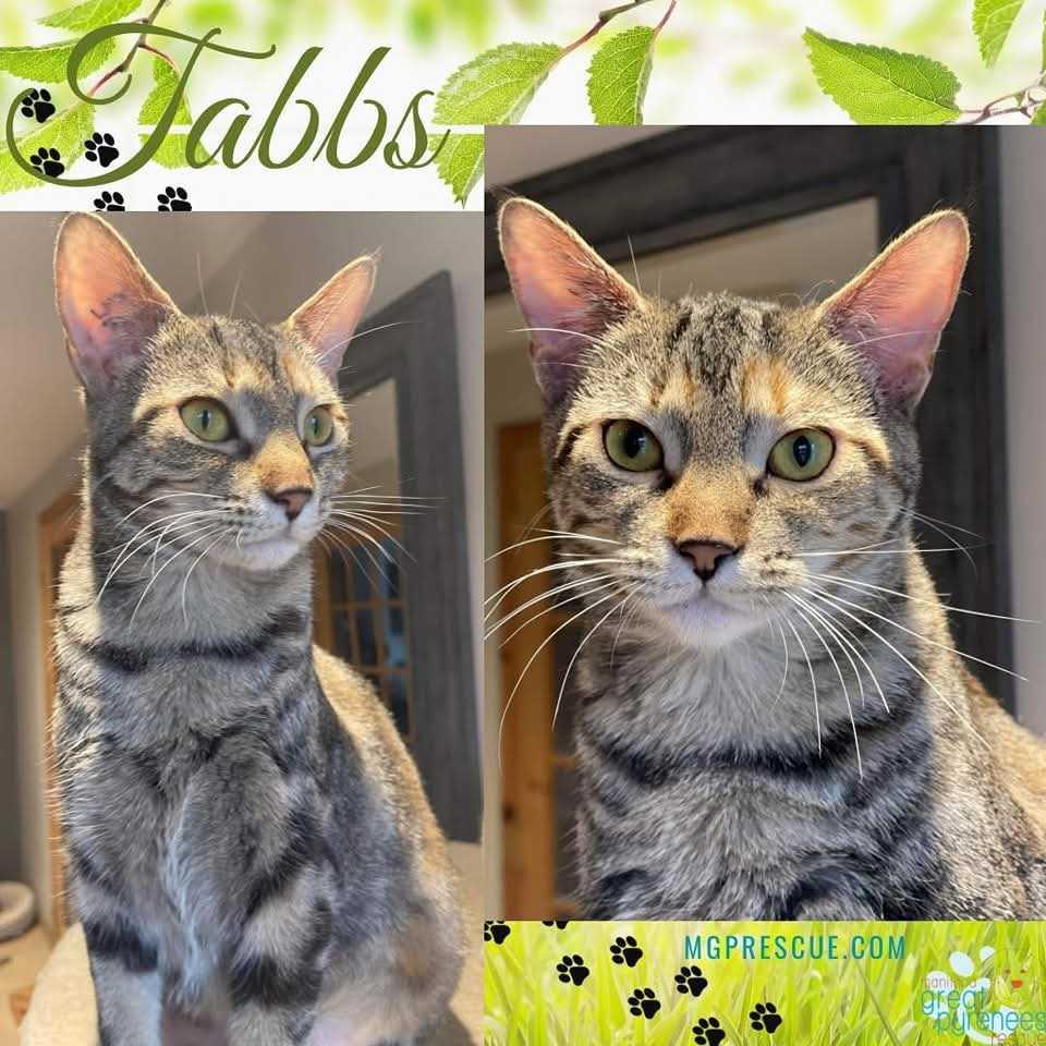 Tabbs, Adult Female Domestic Short Hair
