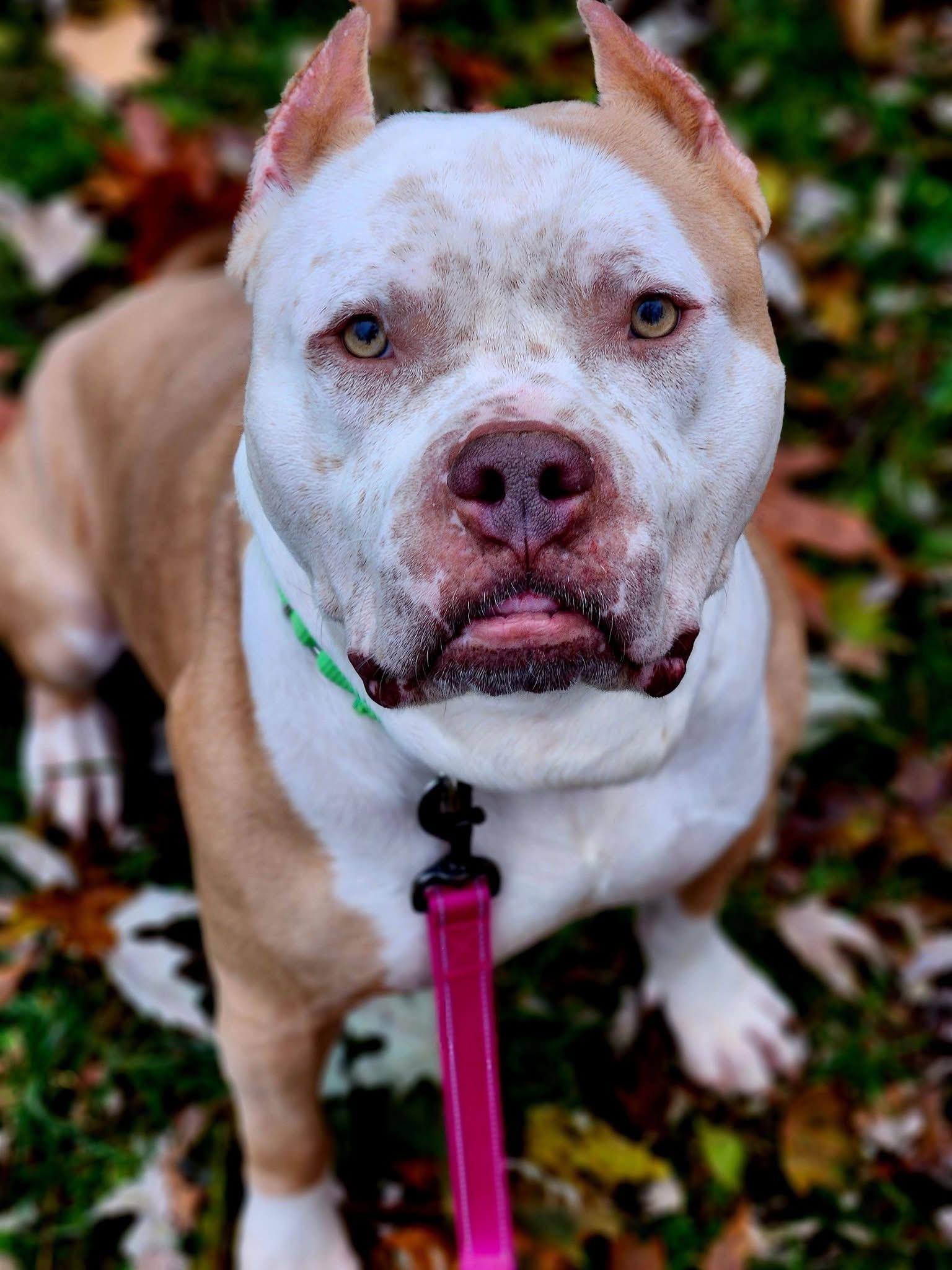 Ziggy, Adoptable, Young Male American Bully.