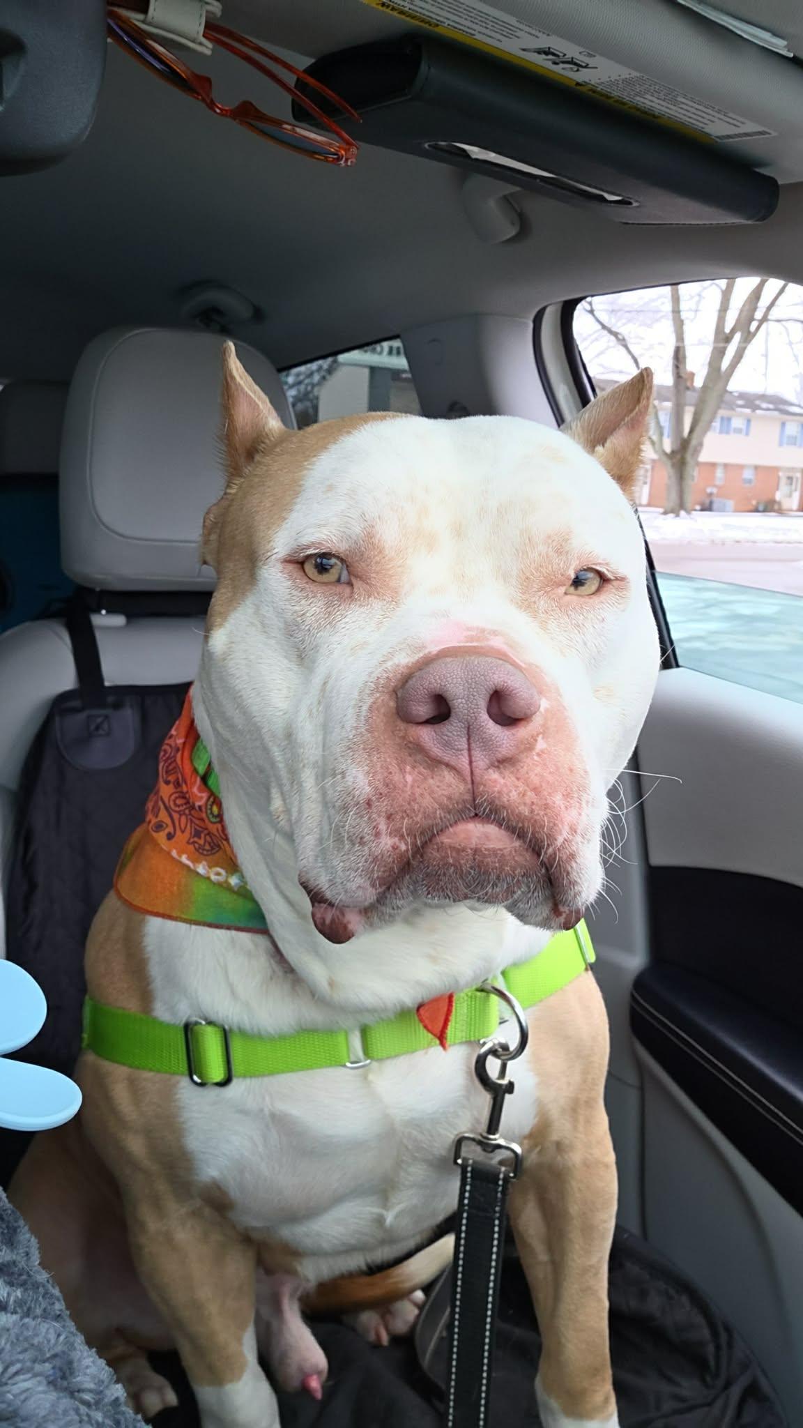 Enlarge Ziggy, a Adoptable American Bully in Youngstown, OH image 6/6