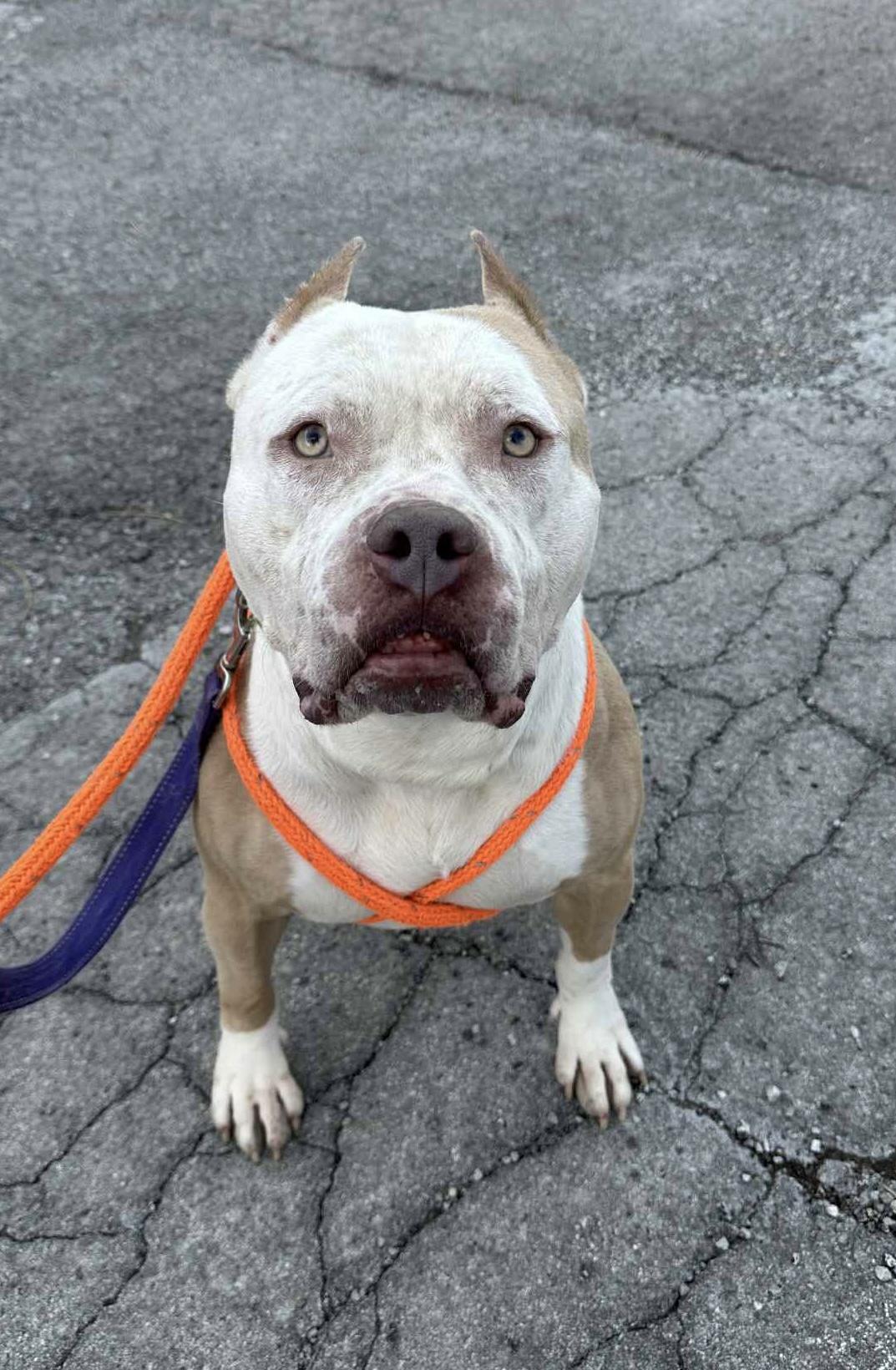 Ziggy, a Adoptable American Bully in Youngstown, OH image 2/4