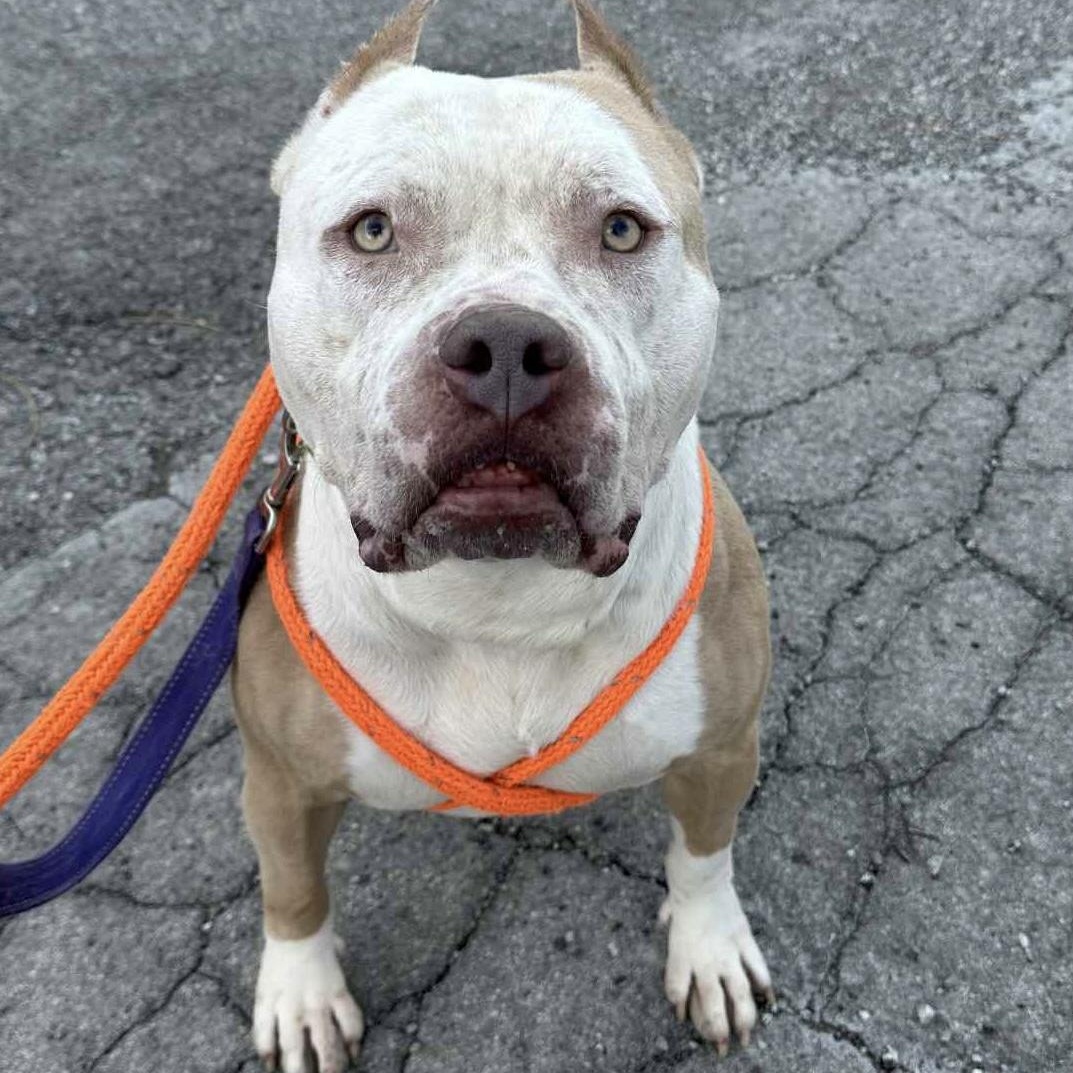 Enlarge Ziggy, a Adoptable American Bully in Youngstown, OH image 4/6