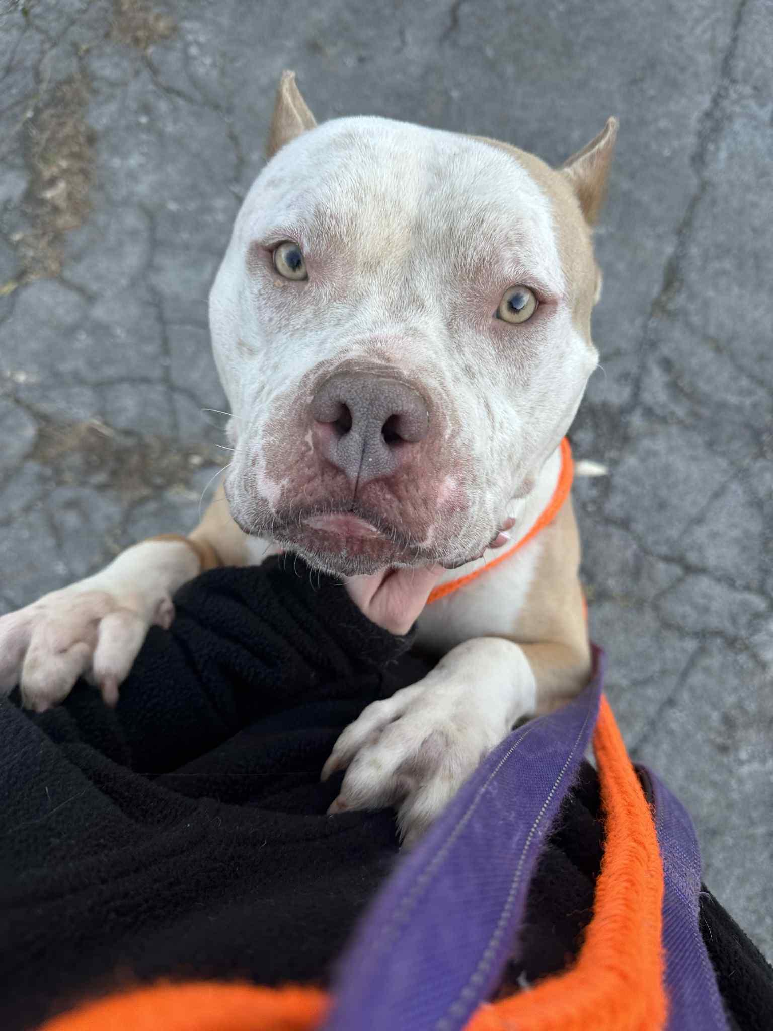 Ziggy, a Adoptable American Bully in Youngstown, OH image 3/4