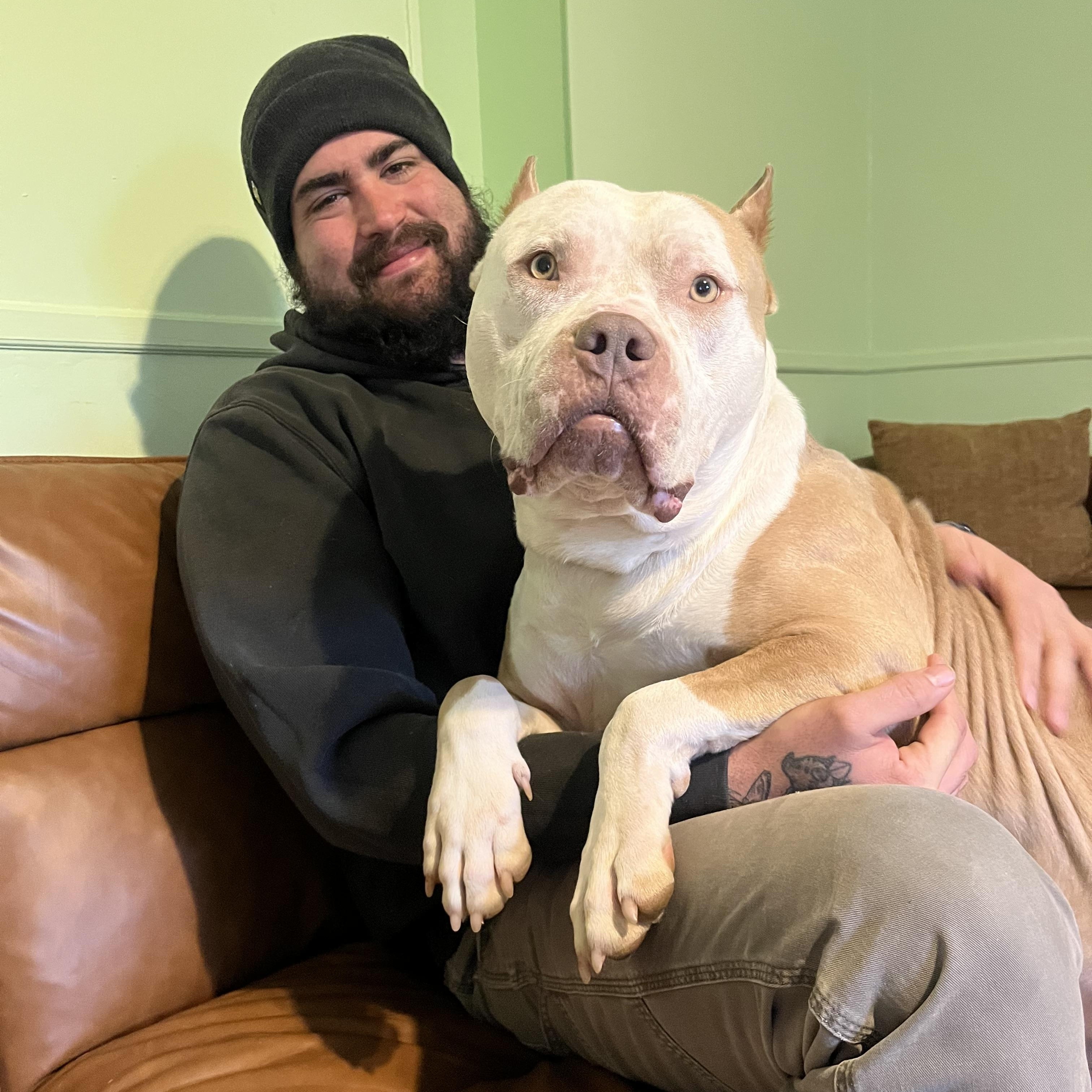 Enlarge Ziggy, a Adoptable American Bully in Youngstown, OH image 3/6