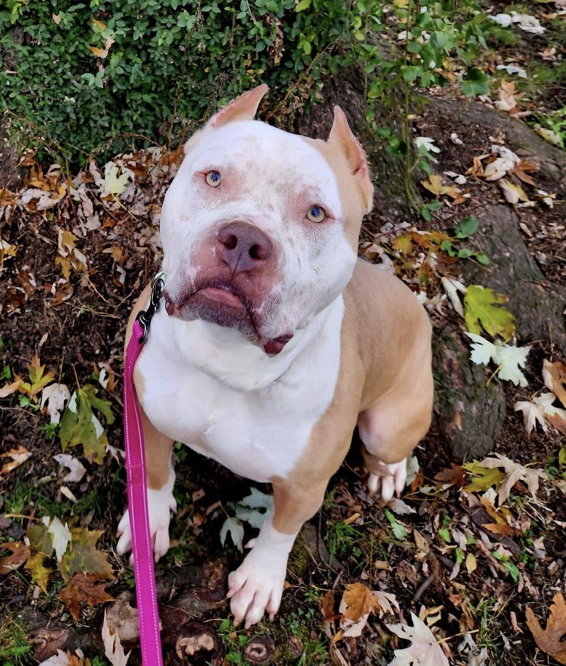 Ziggy, Adoptable, Young Male American Bully.