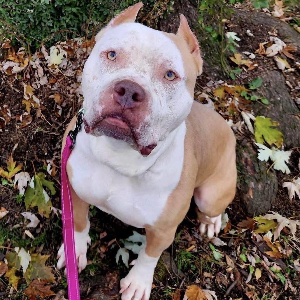 Enlarge Ziggy, a Adoptable American Bully in Youngstown, OH image 2/6