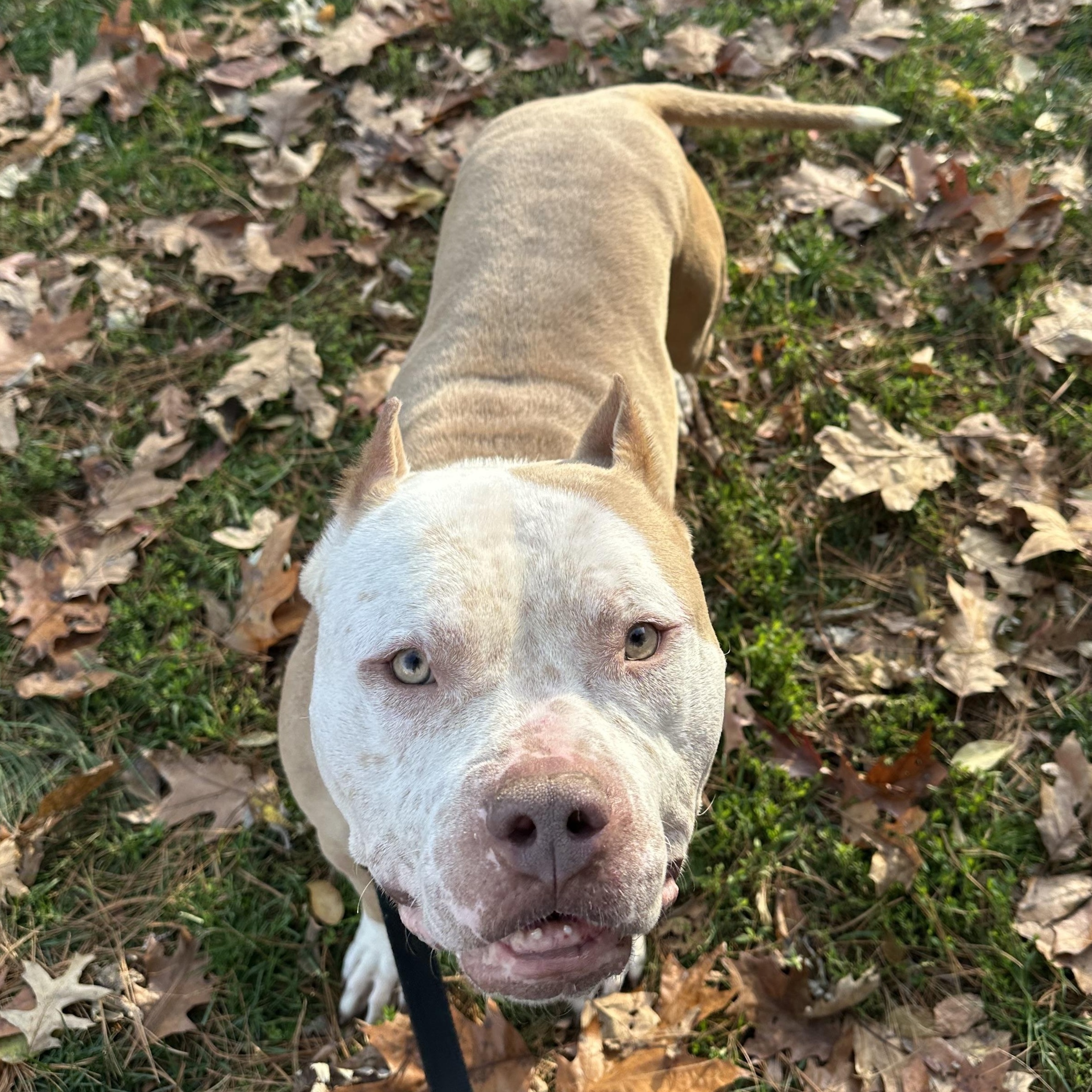 Ziggy, a Adoptable American Bully in Youngstown, OH image 4/4