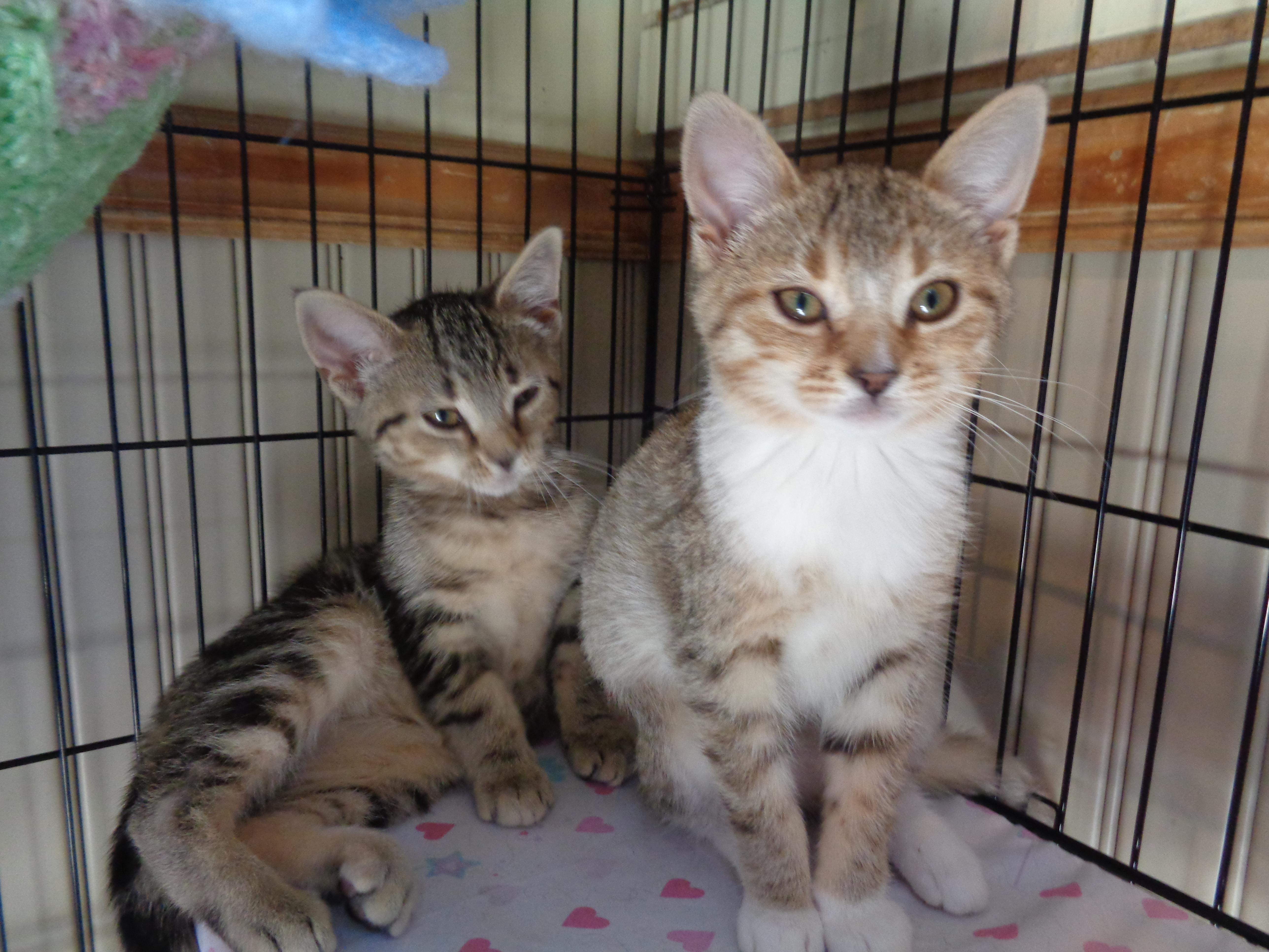 Enlarge DENALI & GLACIER, an adopted Tiger in Delhi, NY image 4/6