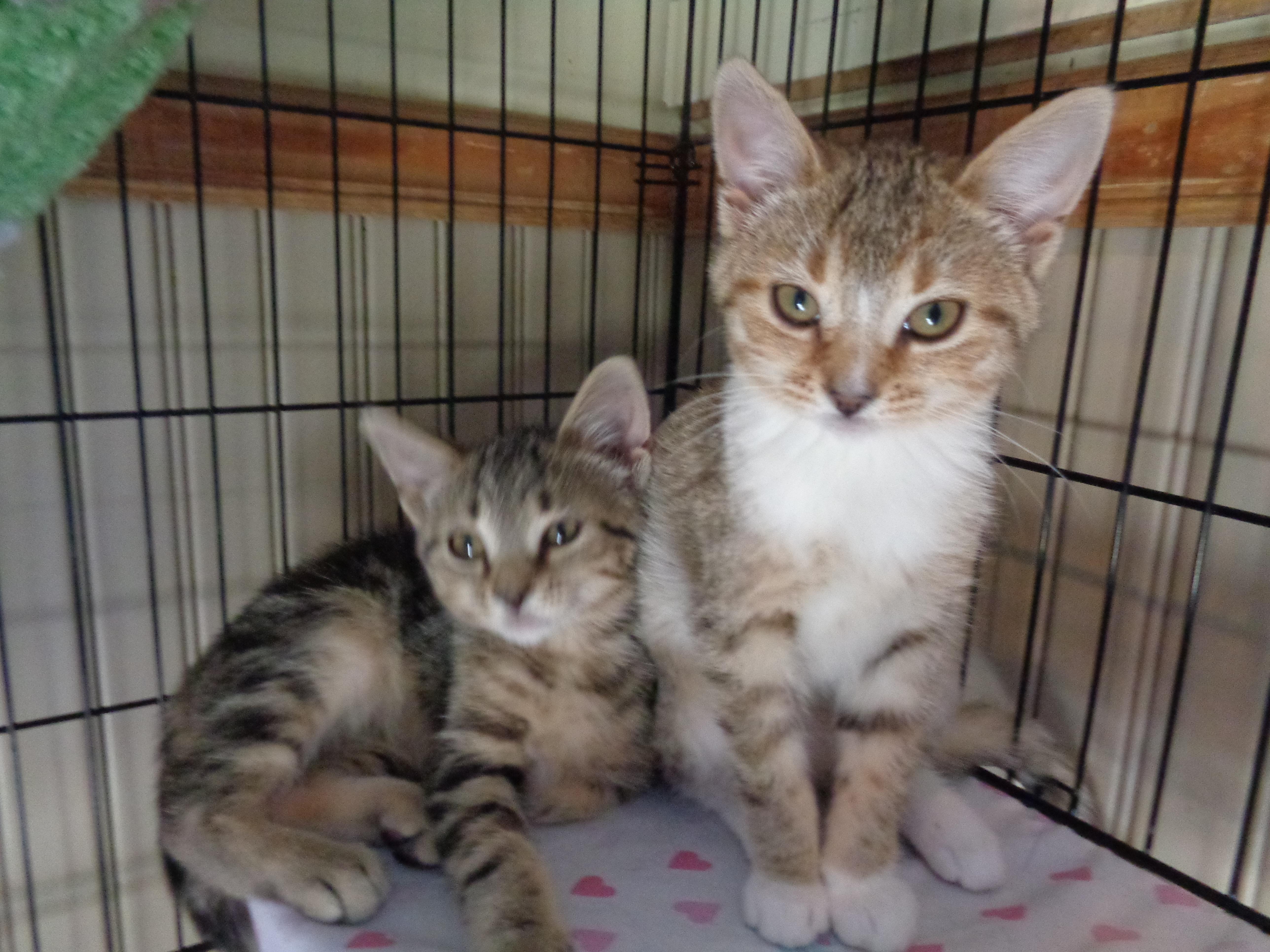 Enlarge DENALI & GLACIER, an adopted Tiger in Delhi, NY image 5/6