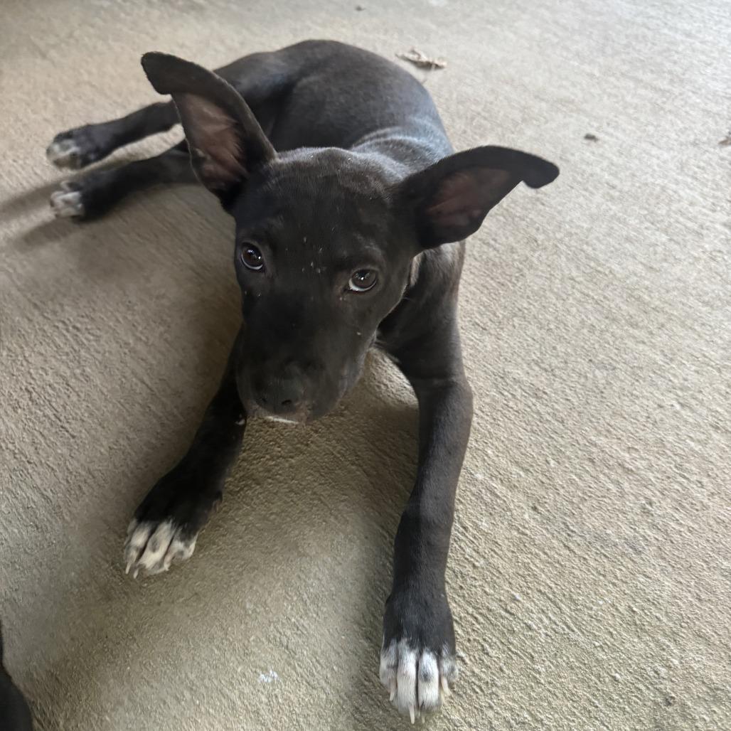 Enlarge *Courtesy Listing - Millie, a Adoptable mixed breed in Tuscaloosa, AL image 1/5