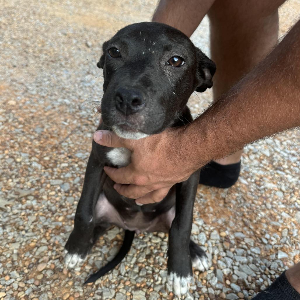 Enlarge *Courtesy Listing - Millie, a Adoptable mixed breed in Tuscaloosa, AL image 2/5