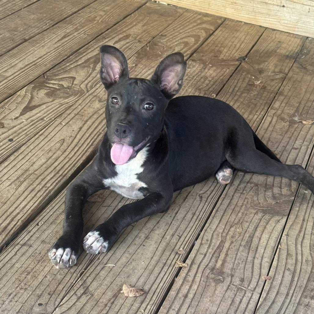 Enlarge *Courtesy Listing - Millie, a Adoptable mixed breed in Tuscaloosa, AL image 3/5