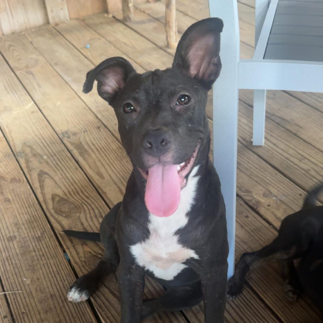 Enlarge *Courtesy Listing - Millie, a Adoptable mixed breed in Tuscaloosa, AL image 4/5