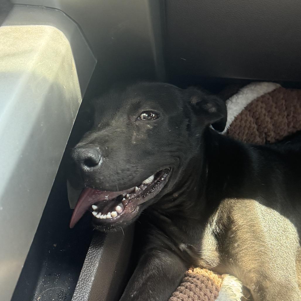 Enlarge *Courtesy Listing - Millie, a Adoptable mixed breed in Tuscaloosa, AL image 5/5