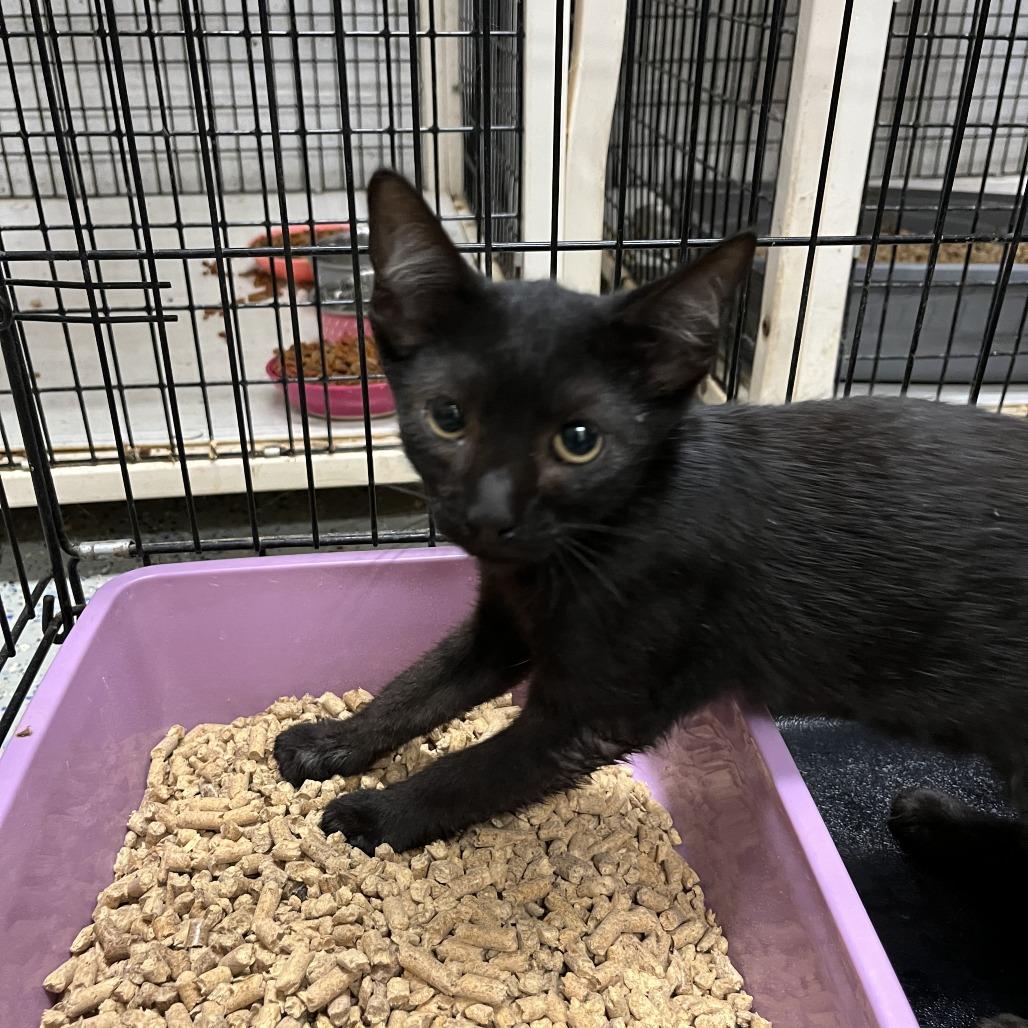 Luke, Adoptable, Young Male Domestic Short Hair.