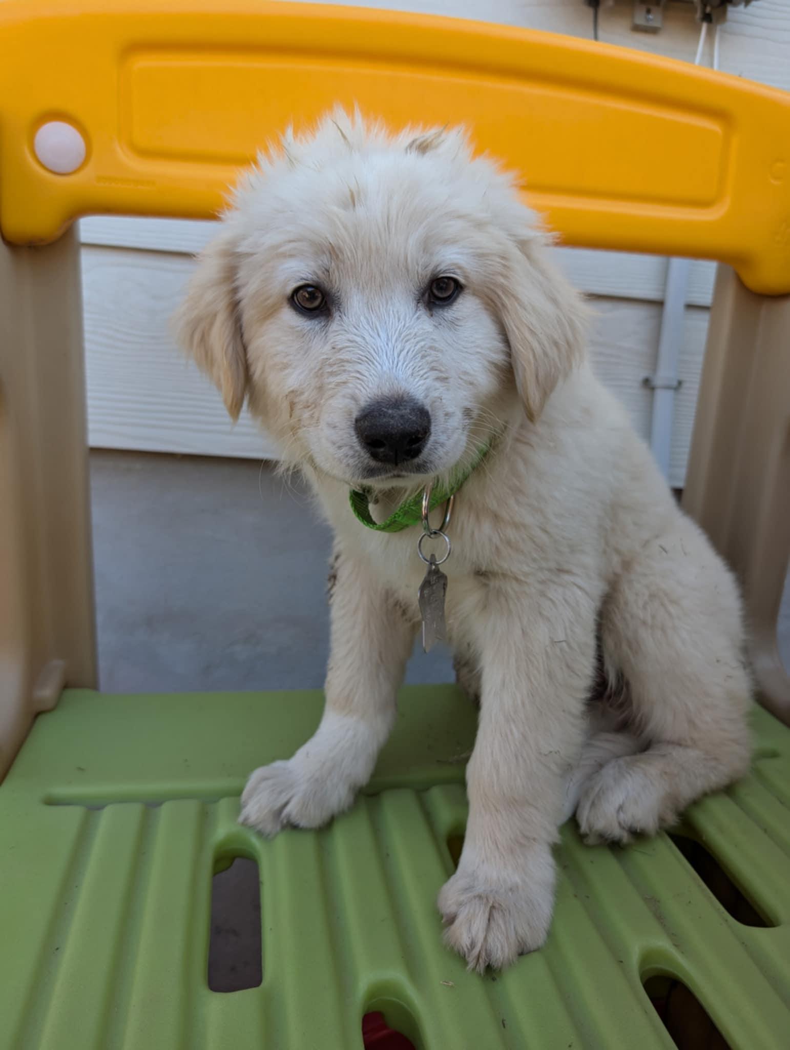 Enlarge Jelly SAT, a Adopted mixed breed in Quinlan, TX image 2/6