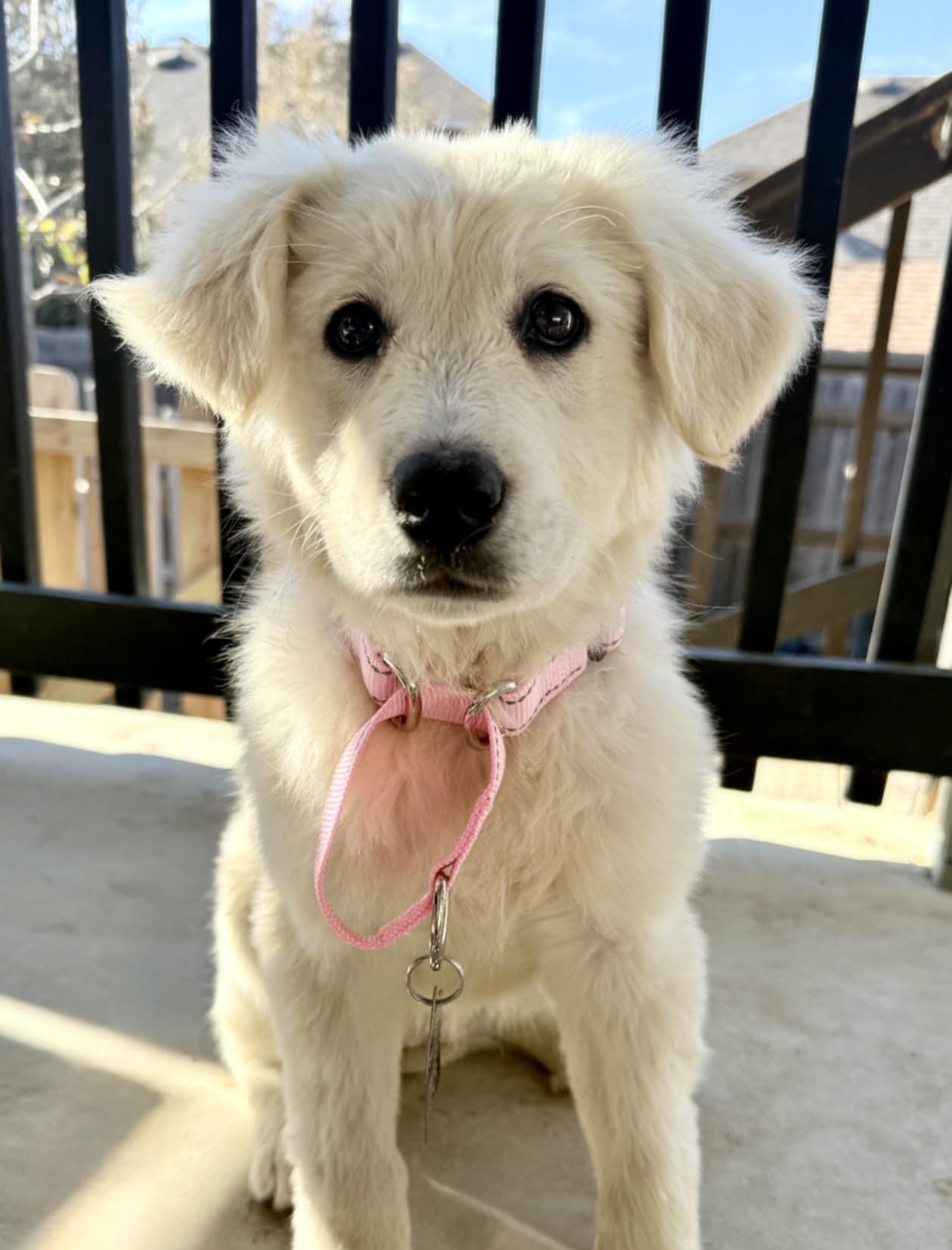 Enlarge Jelly SAT, a Adopted mixed breed in Quinlan, TX image 3/6