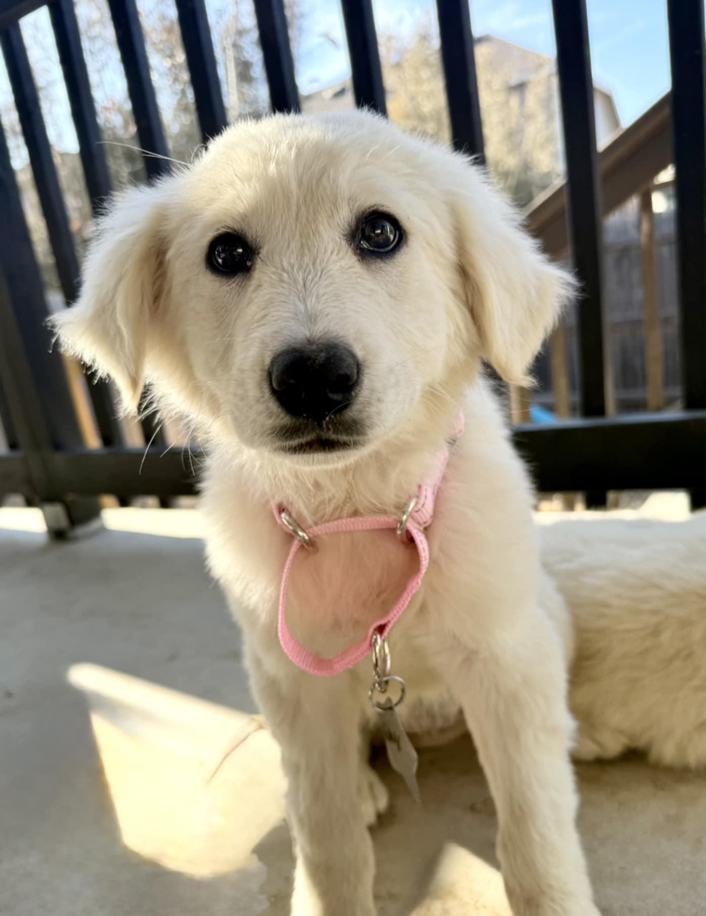 Enlarge Jelly SAT, a Adopted mixed breed in Quinlan, TX image 6/6