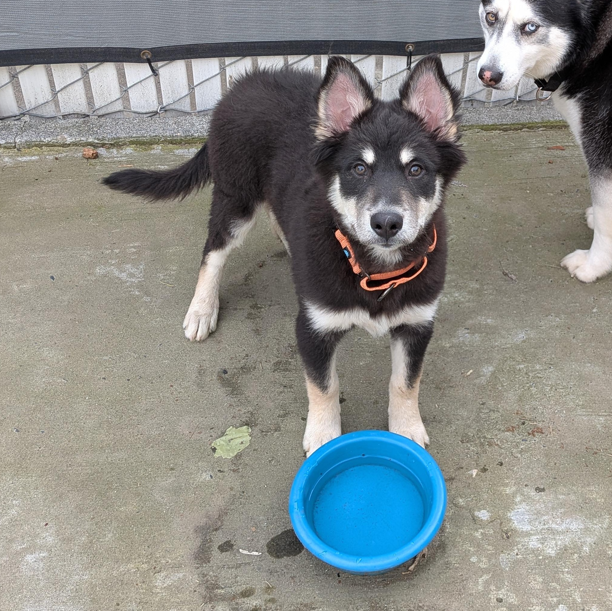 Bluey, adopted, Puppy Male Siberian Husky & Border Collie.