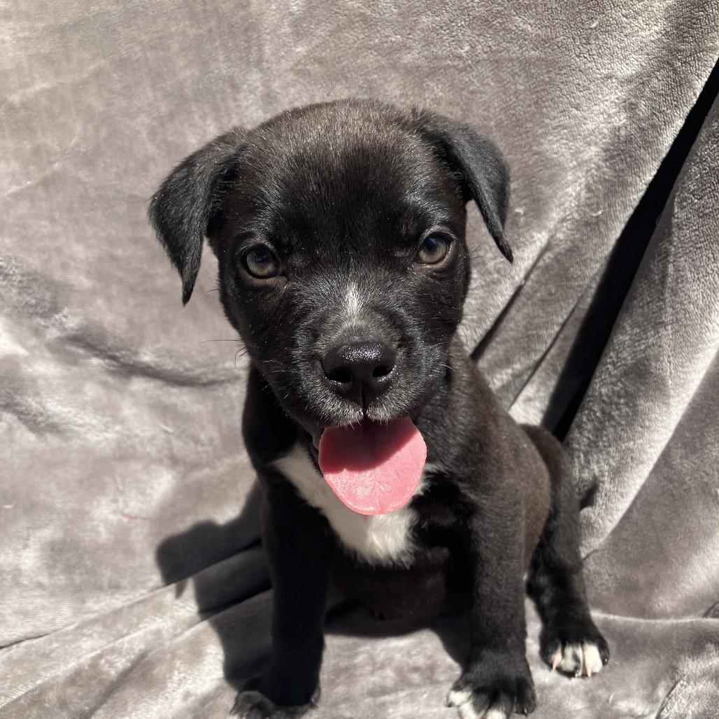 Enlarge Clyde, a Adoptable Mixed Breed in Pulaski, TN image 1/5