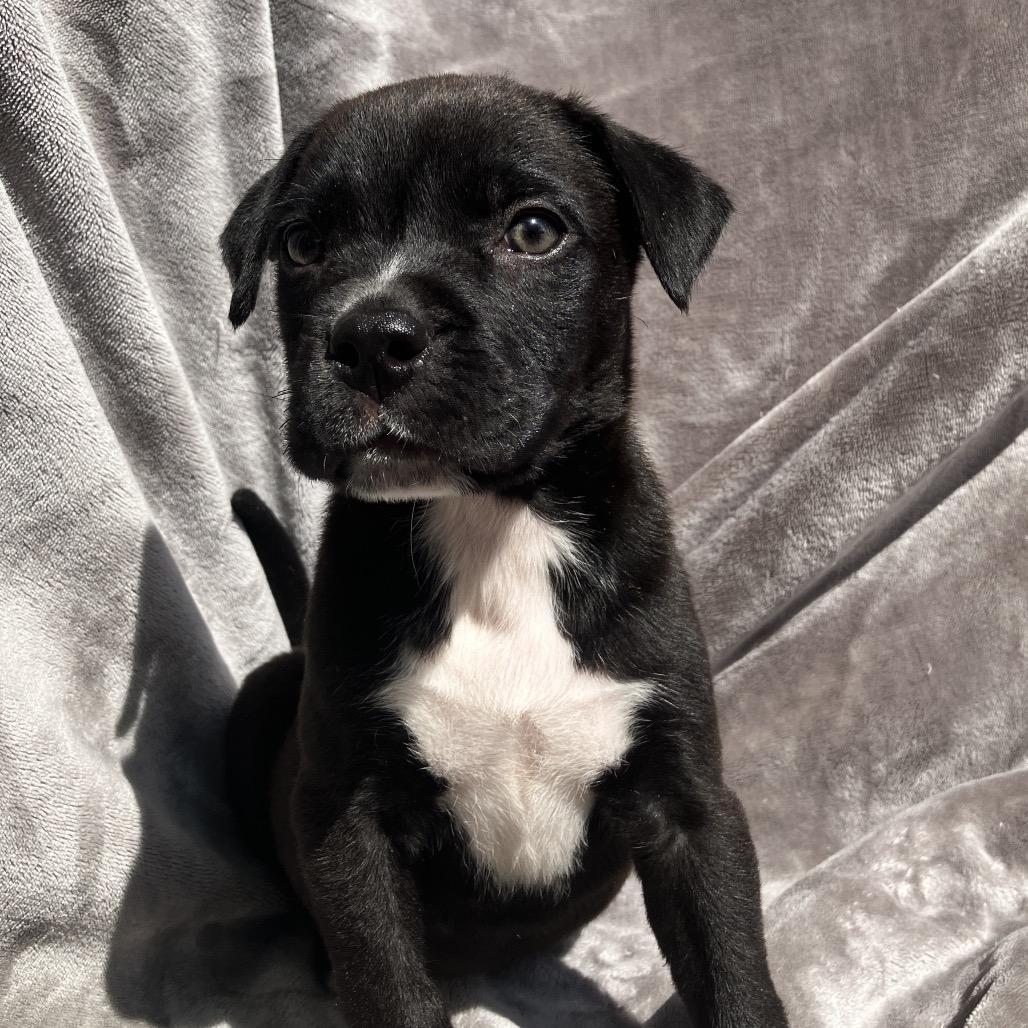 Enlarge Clyde, a Adoptable Mixed Breed in Pulaski, TN image 2/5
