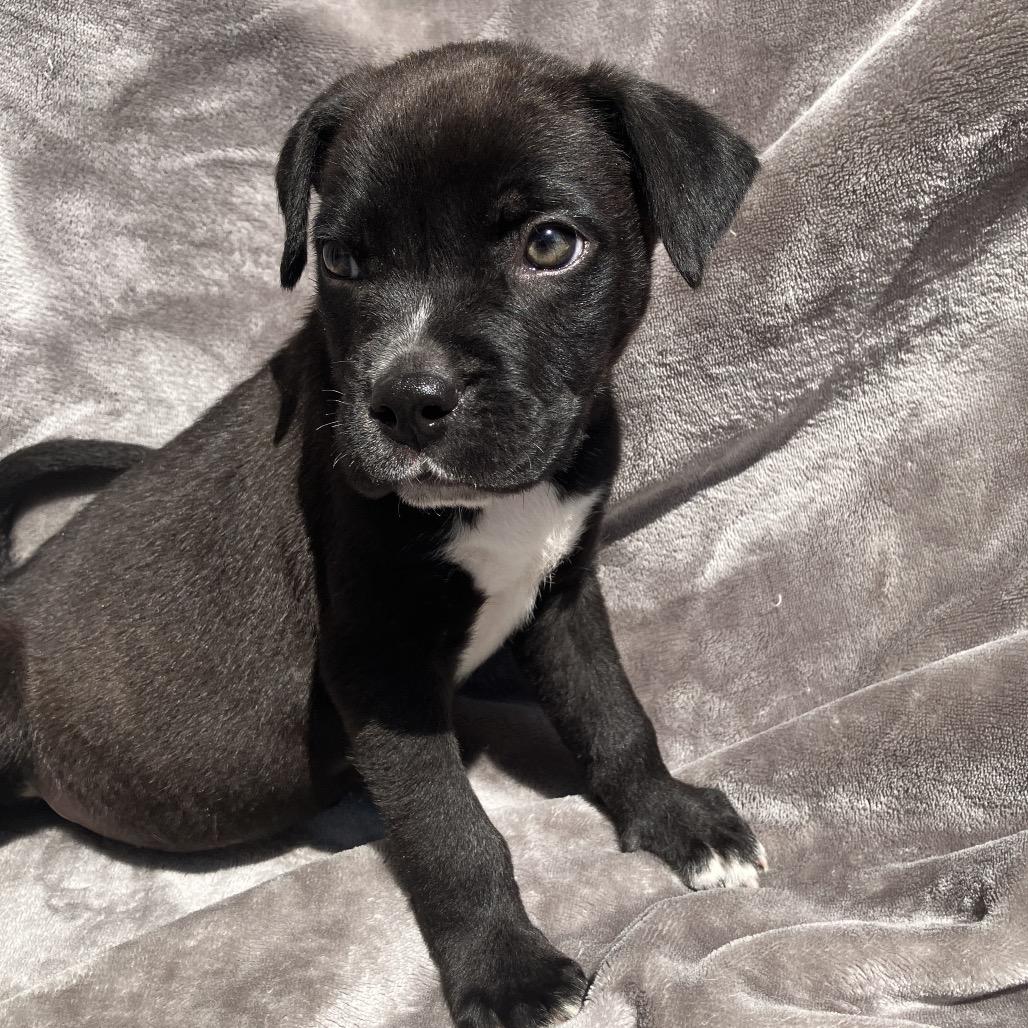 Enlarge Clyde, a Adoptable Mixed Breed in Pulaski, TN image 3/5