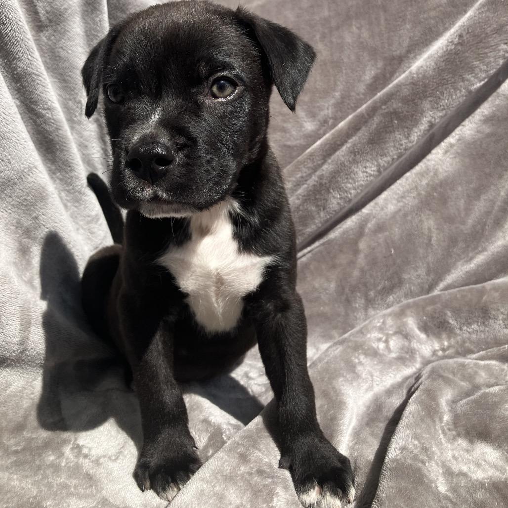 Enlarge Clyde, a Adoptable Mixed Breed in Pulaski, TN image 4/5