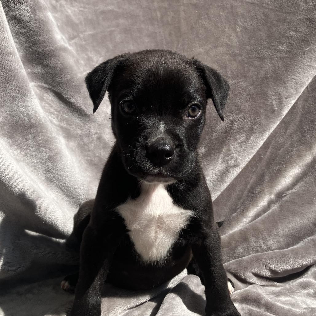 Enlarge Clyde, a Adoptable Mixed Breed in Pulaski, TN image 5/5