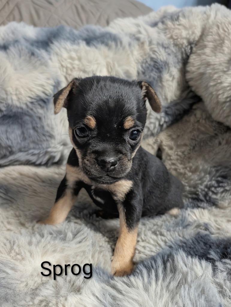 Enlarge Sprog, a Adoptable mixed breed in Reno, NV image 1/1