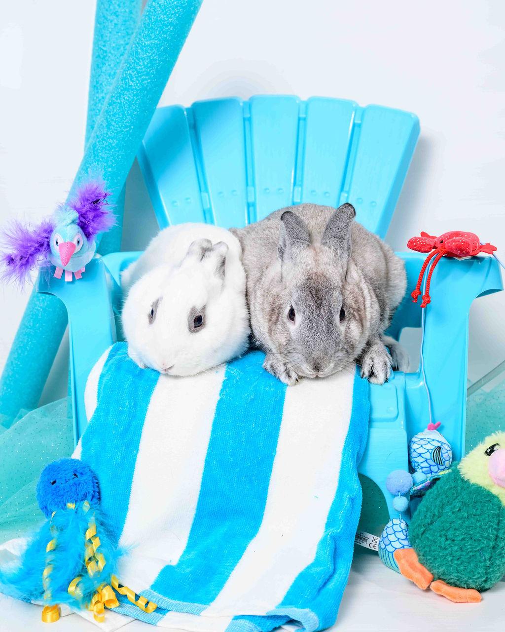 Haru and Luke Dwarf Rabbit