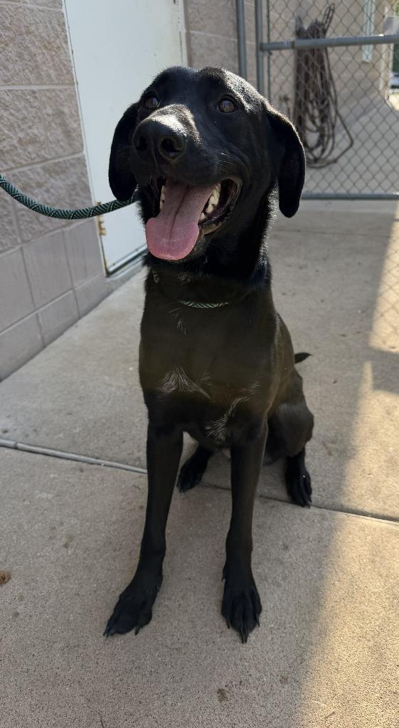 TILLIE, Adoptable, Young Female Labrador Retriever & Labrador Retriever.