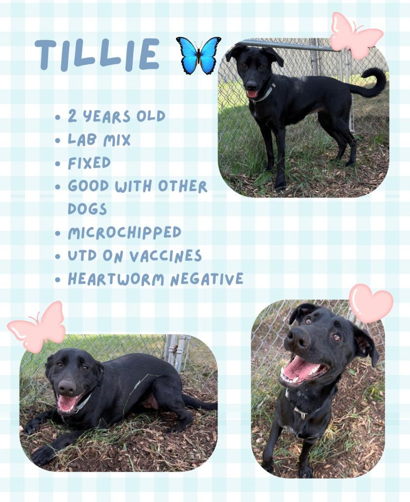 Enlarge TILLIE, a Adoptable mixed breed in Hastings, MI image 2/2