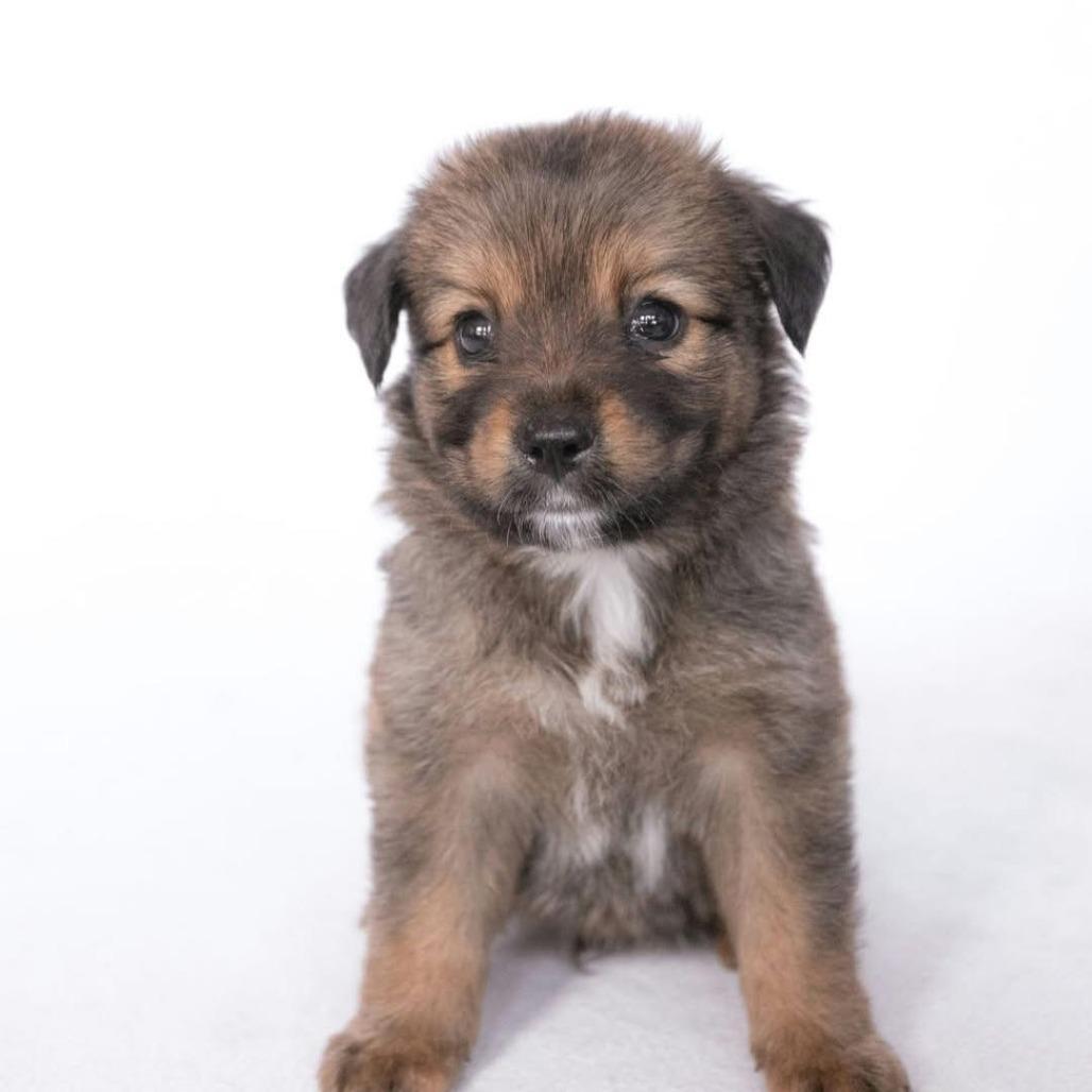 Enlarge Finn *Arriving 10/24* D12757, a Adoptable mixed breed in Princeton, MN image 1/4