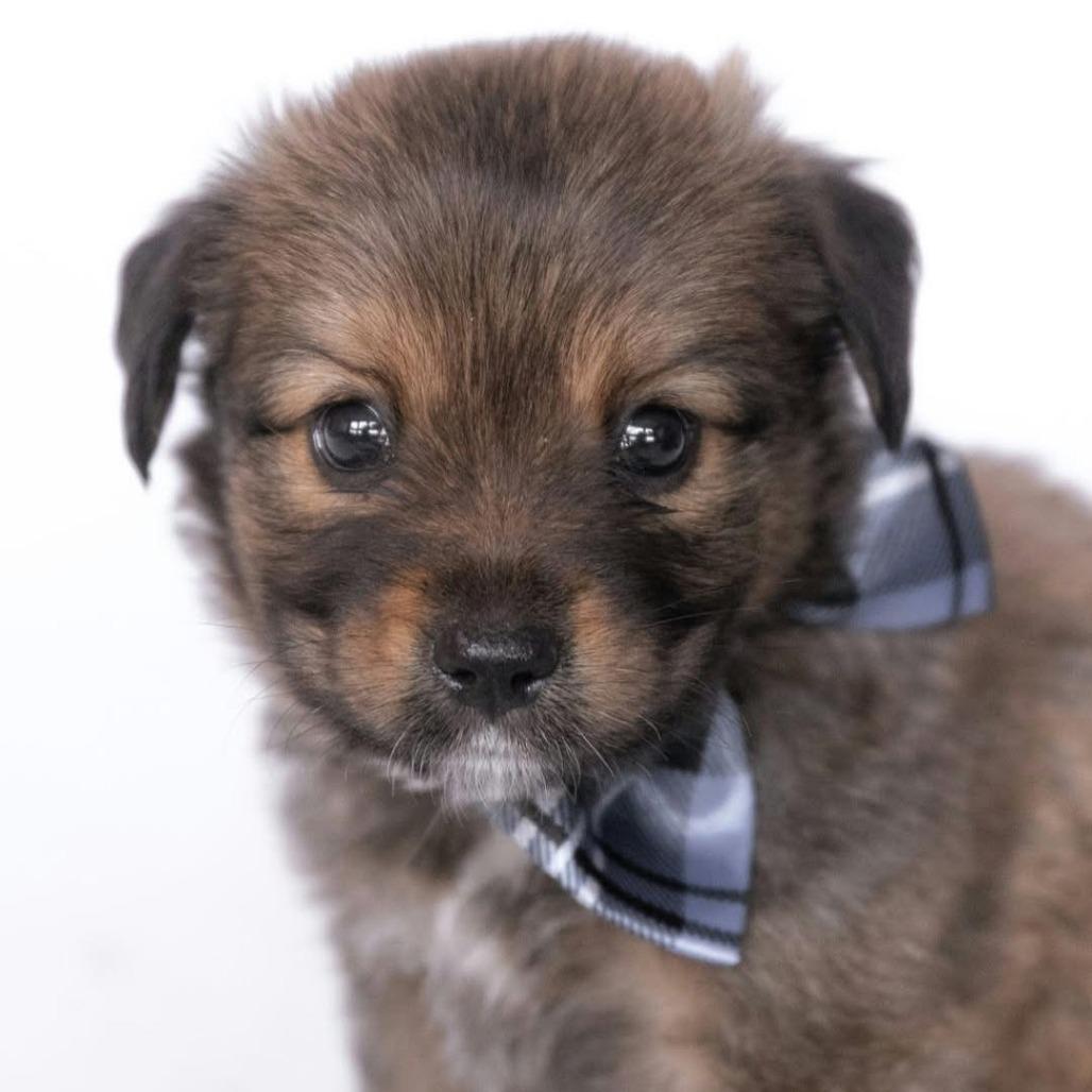 Enlarge Finn *Arriving 10/24* D12757, a Adoptable mixed breed in Princeton, MN image 2/4