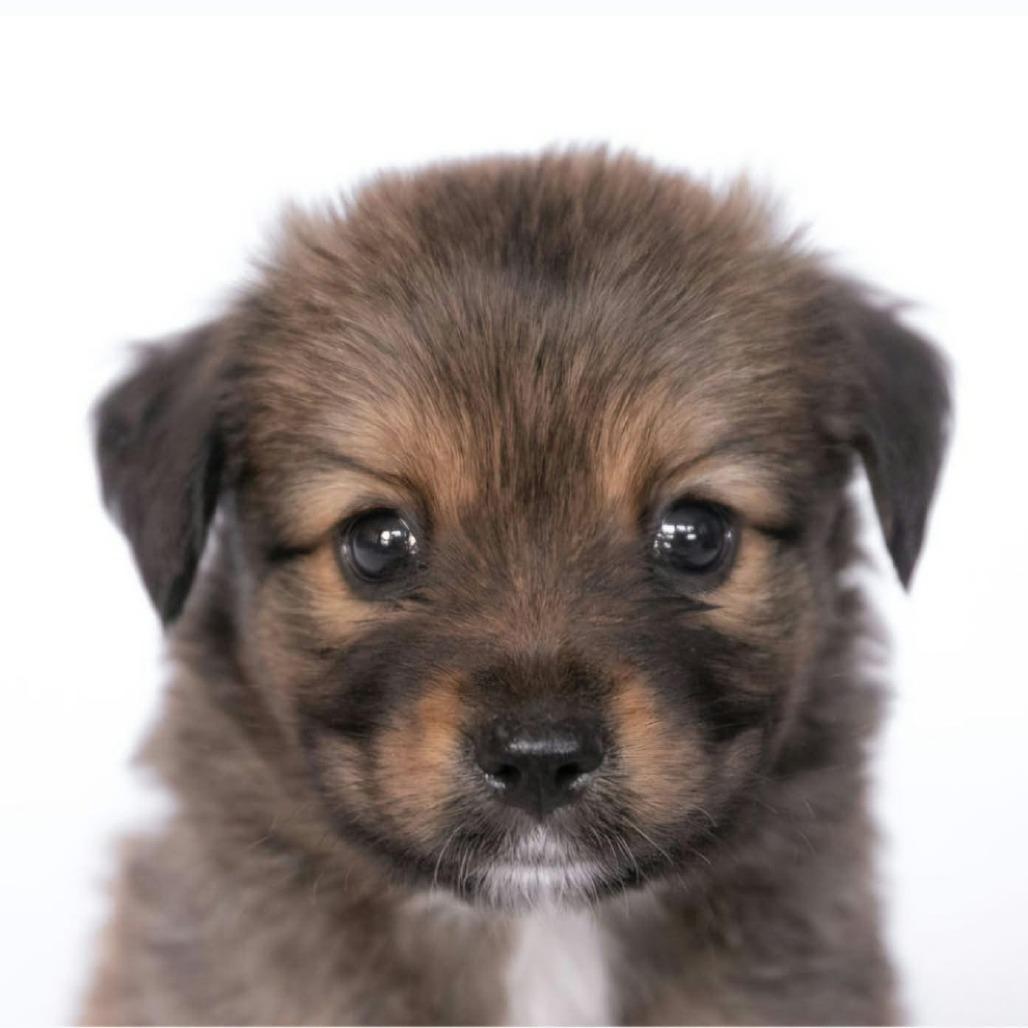 Enlarge Finn *Arriving 10/24* D12757, a Adoptable mixed breed in Princeton, MN image 4/4