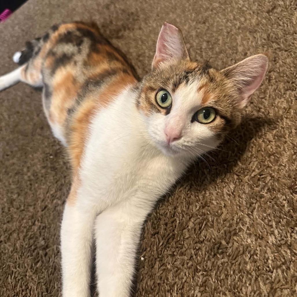 Cali, Adoptable, Adult Female Domestic Short Hair.