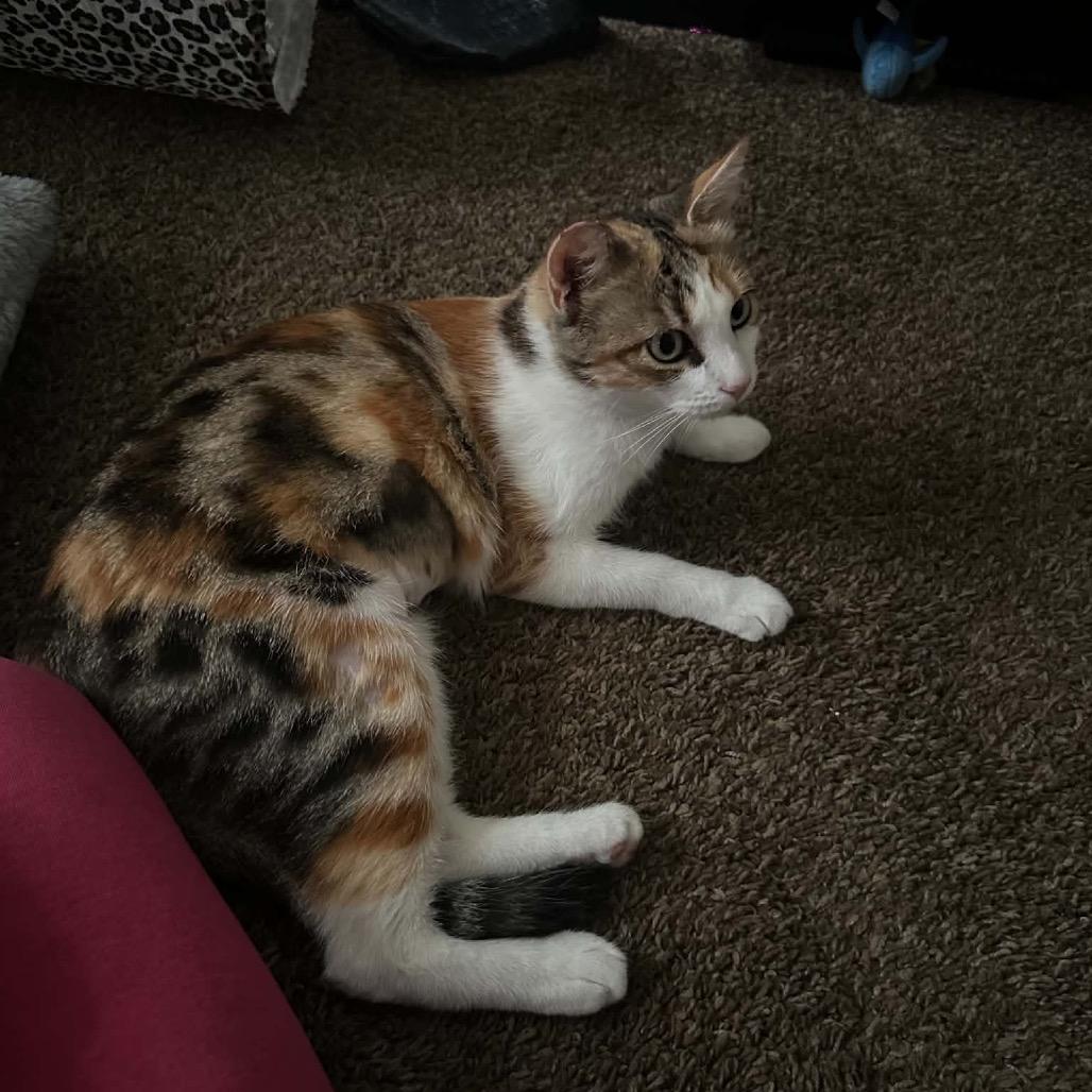 Enlarge Cali, a Adoptable Domestic Short Hair in Escondido, CA image 2/5
