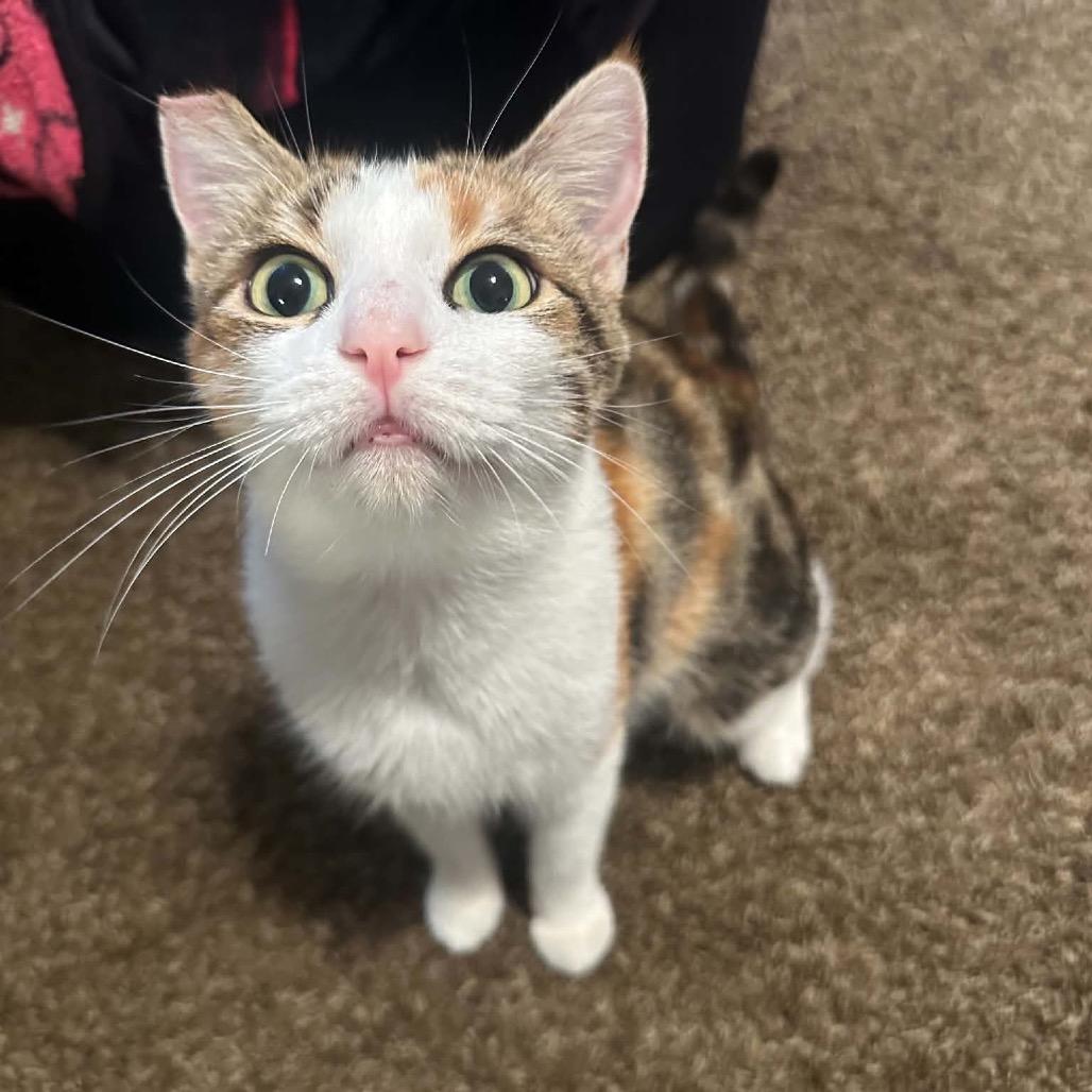 Enlarge Cali, a Adoptable Domestic Short Hair in Escondido, CA image 4/5