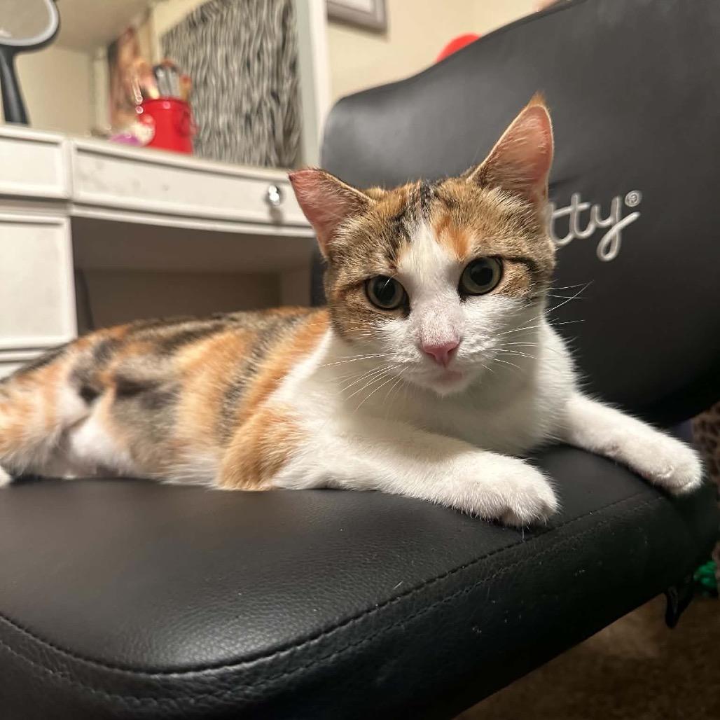 Enlarge Cali, a Adoptable Domestic Short Hair in Escondido, CA image 5/5