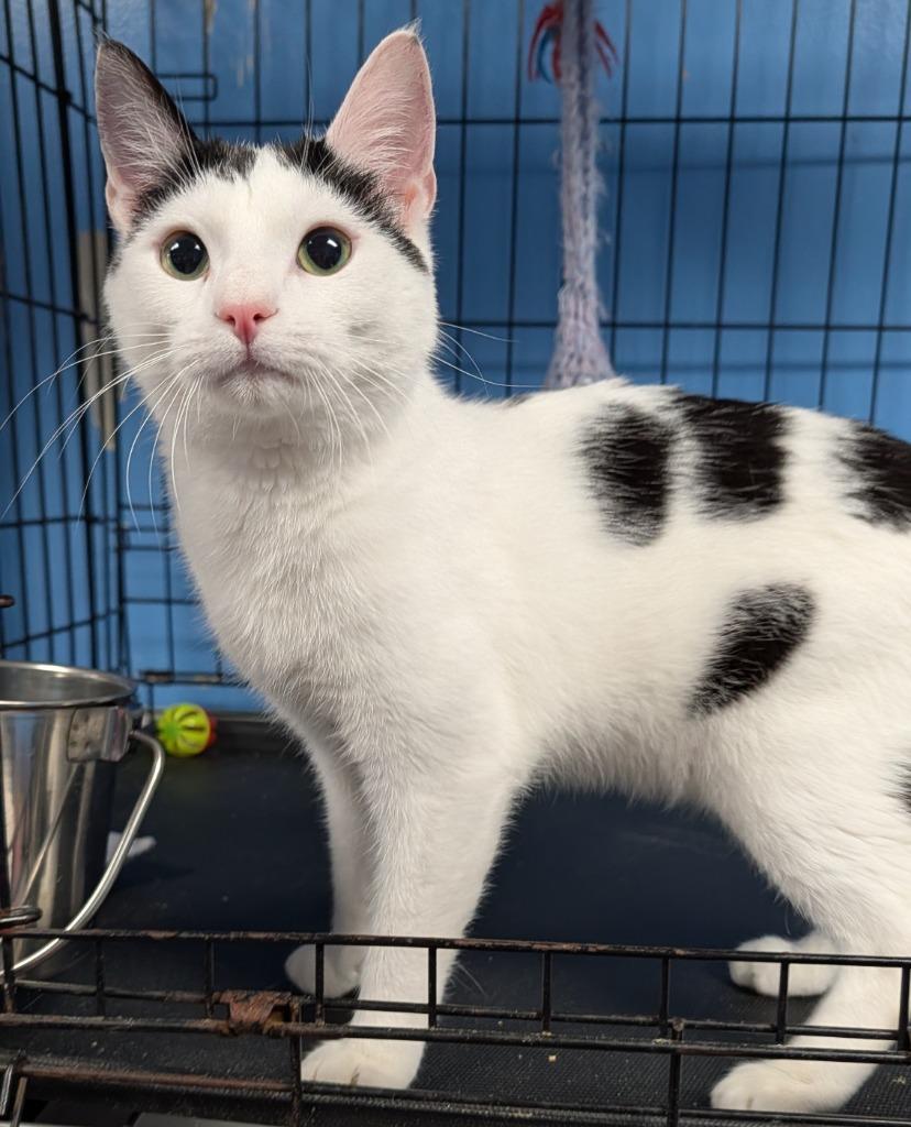 Domino, Adoptable, Kitten Male Domestic Short Hair.