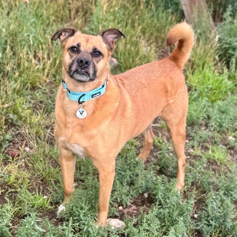 Enlarge Gina, a ADOPTABLE mixed breed in Mead, CO image 1/1