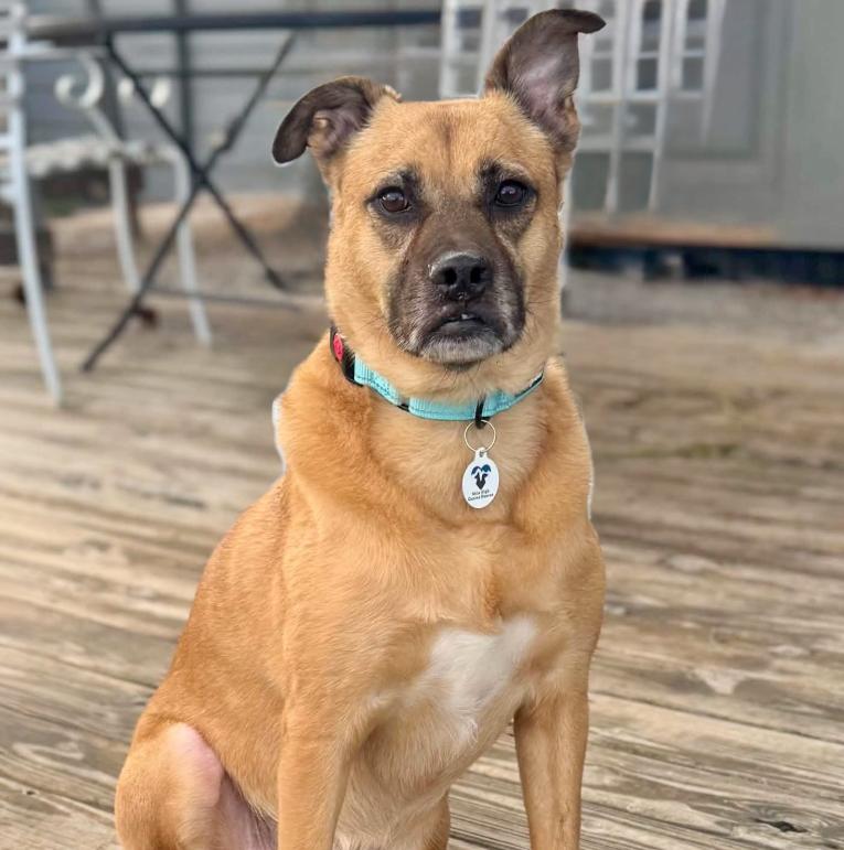 Gina, Adoptable, Adult Female Australian Cattle Dog / Blue Heeler & Mixed Breed.