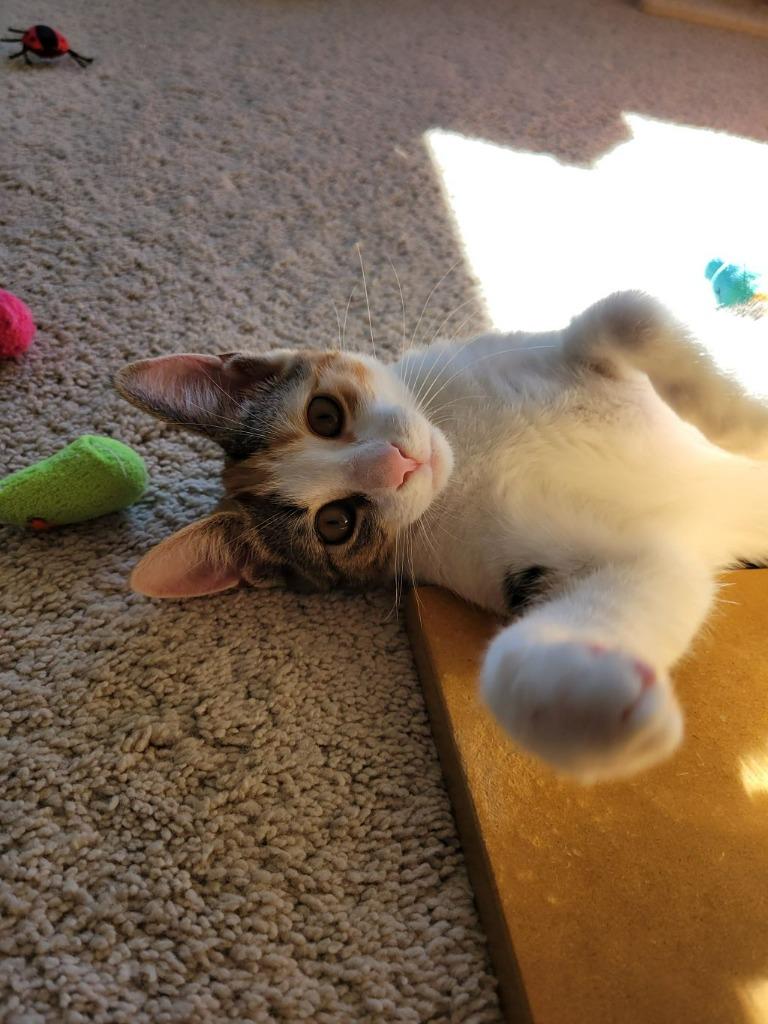 Enlarge Nori, a Adopted mixed breed in Raleigh, NC image 1/4