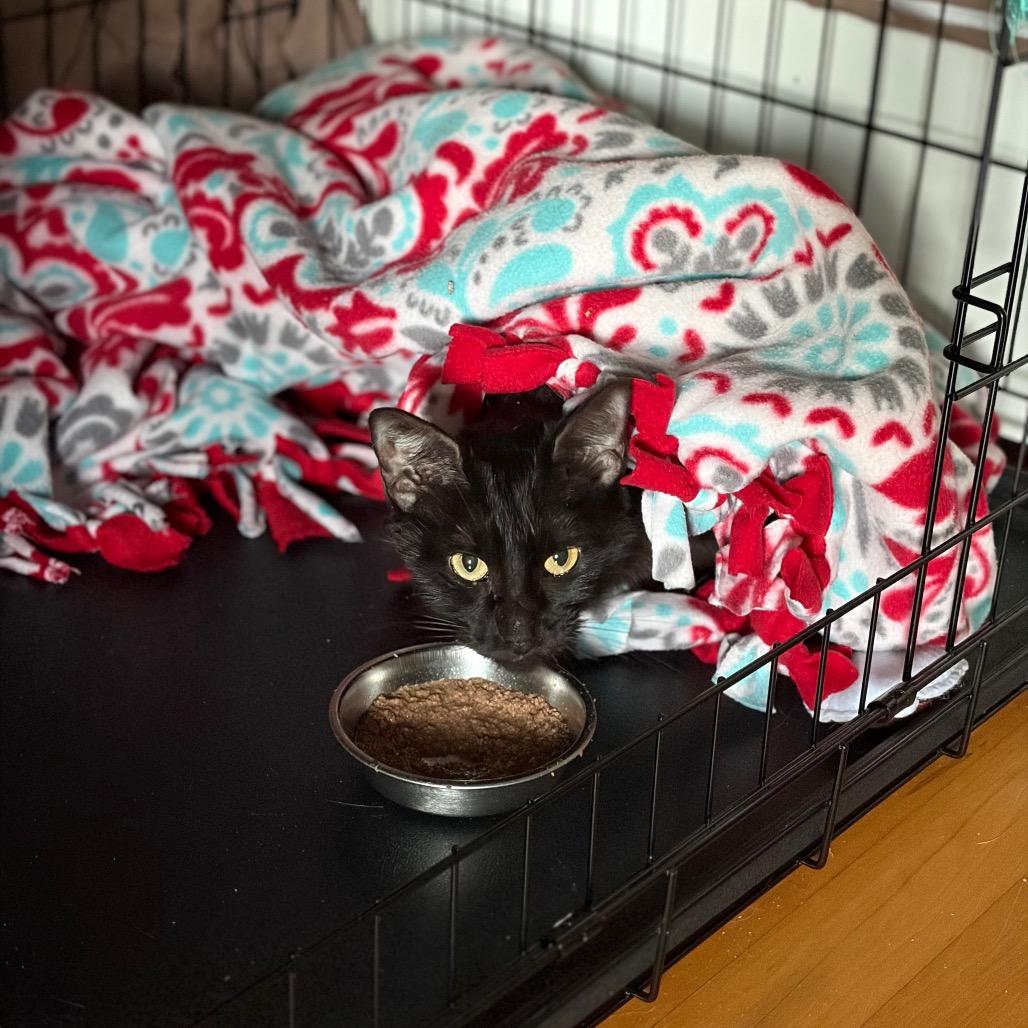 Enlarge Mandarin, a Adoptable Domestic Short Hair in Milwaukee, WI image 4/4