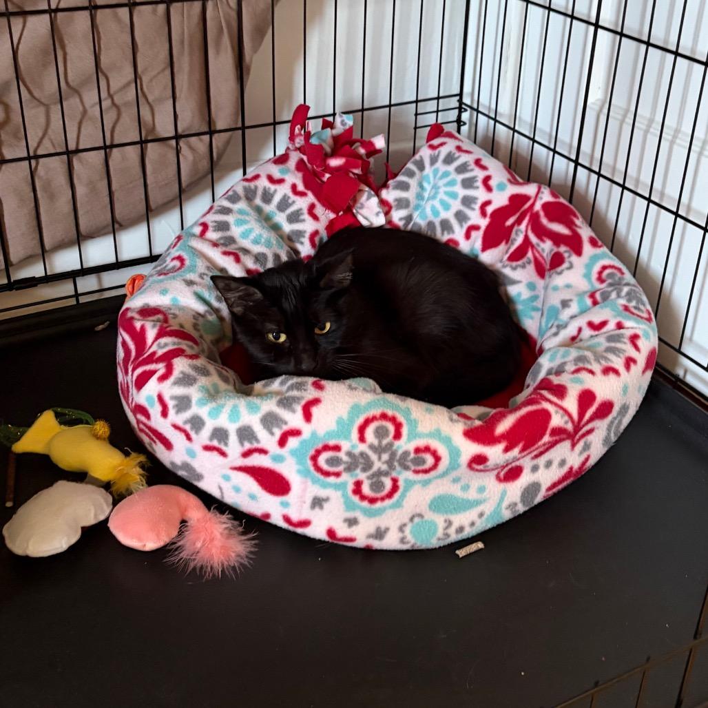 Enlarge Mandarin, a Adoptable Domestic Short Hair in Milwaukee, WI image 2/4
