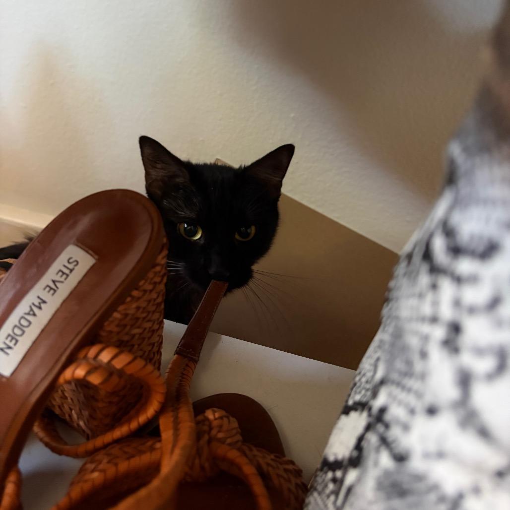 Enlarge Mandarin, a Adoptable Domestic Short Hair in Milwaukee, WI image 3/4