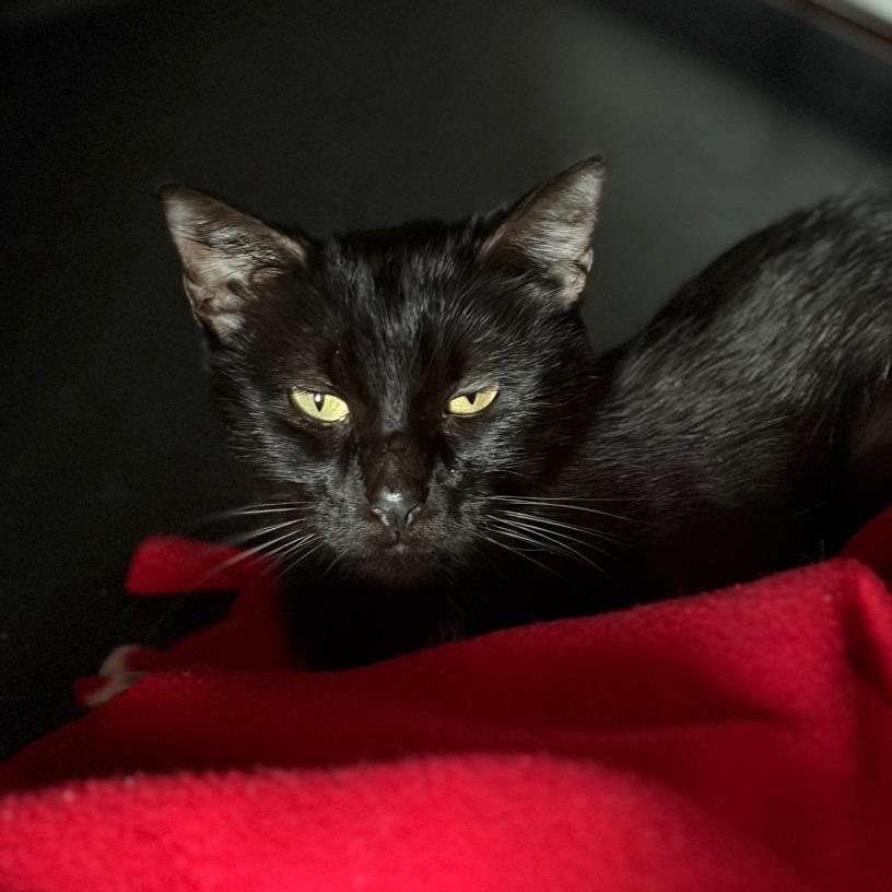 Enlarge Mandarin, a Adoptable Domestic Short Hair in Milwaukee, WI image 1/4