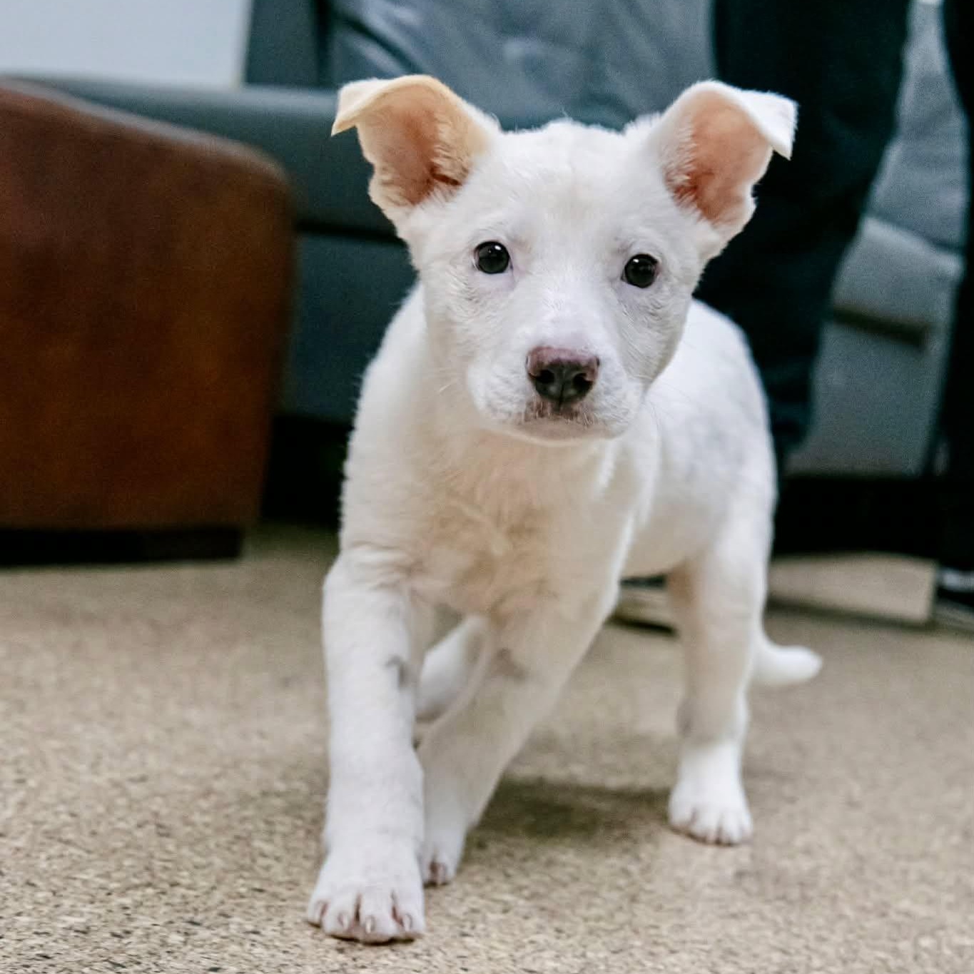 Brie, ADOPTABLE, Puppy Female Australian Shepherd.
