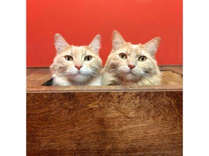 Modi — thumbnail 2