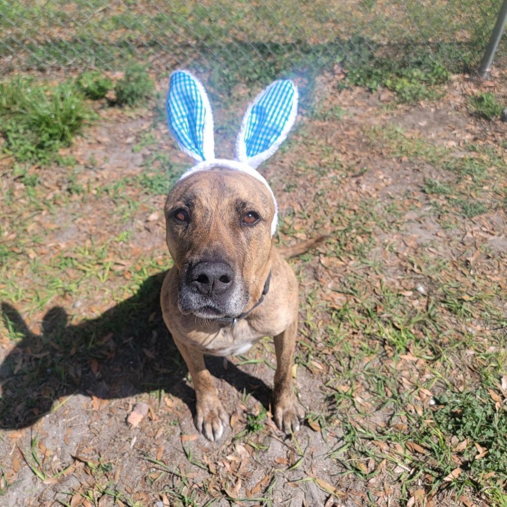Enlarge Tyson, a Adoptable Mixed Breed in Lake Panasoffkee, FL image 1/6