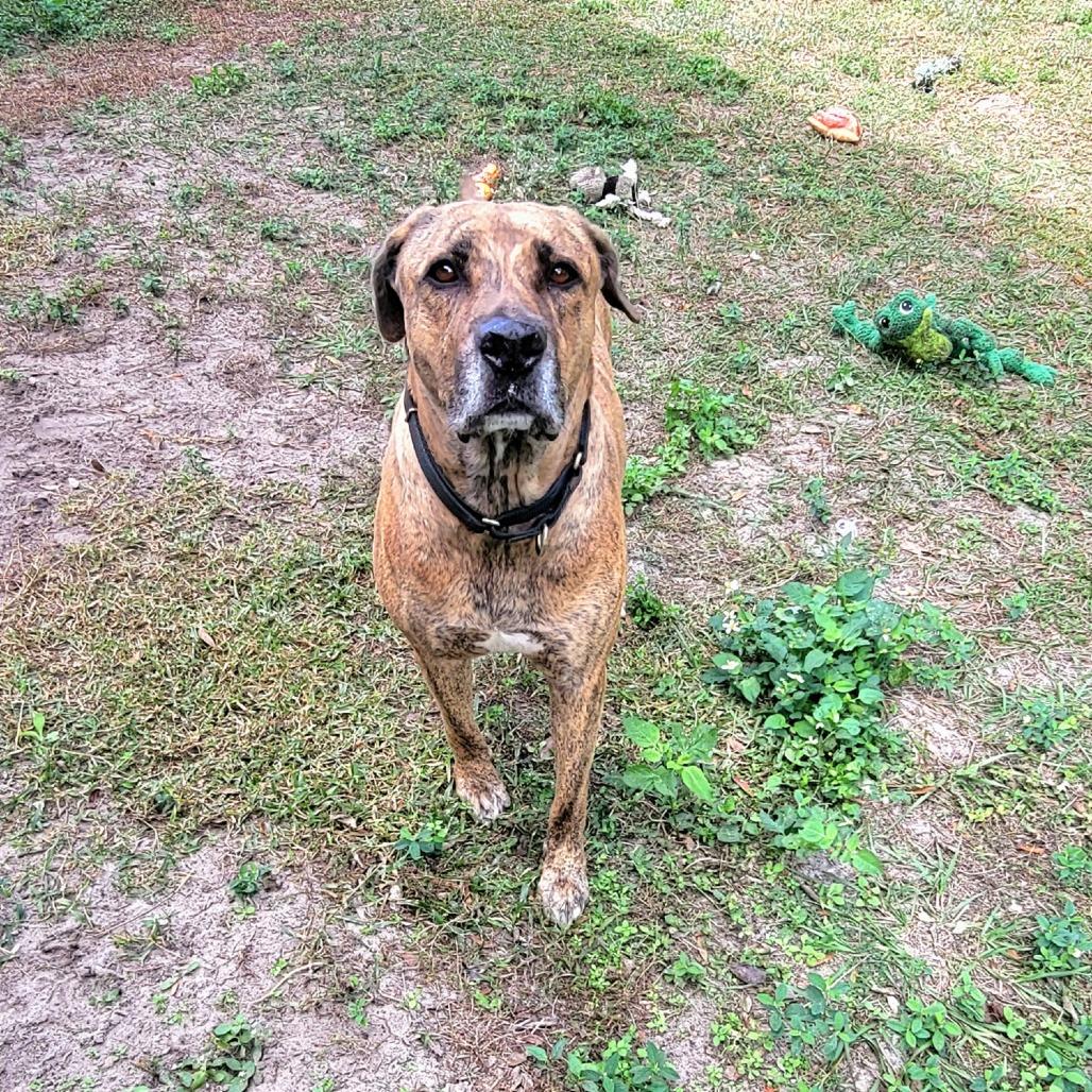 Enlarge Tyson, a Adoptable Mixed Breed in Lake Panasoffkee, FL image 1/6
